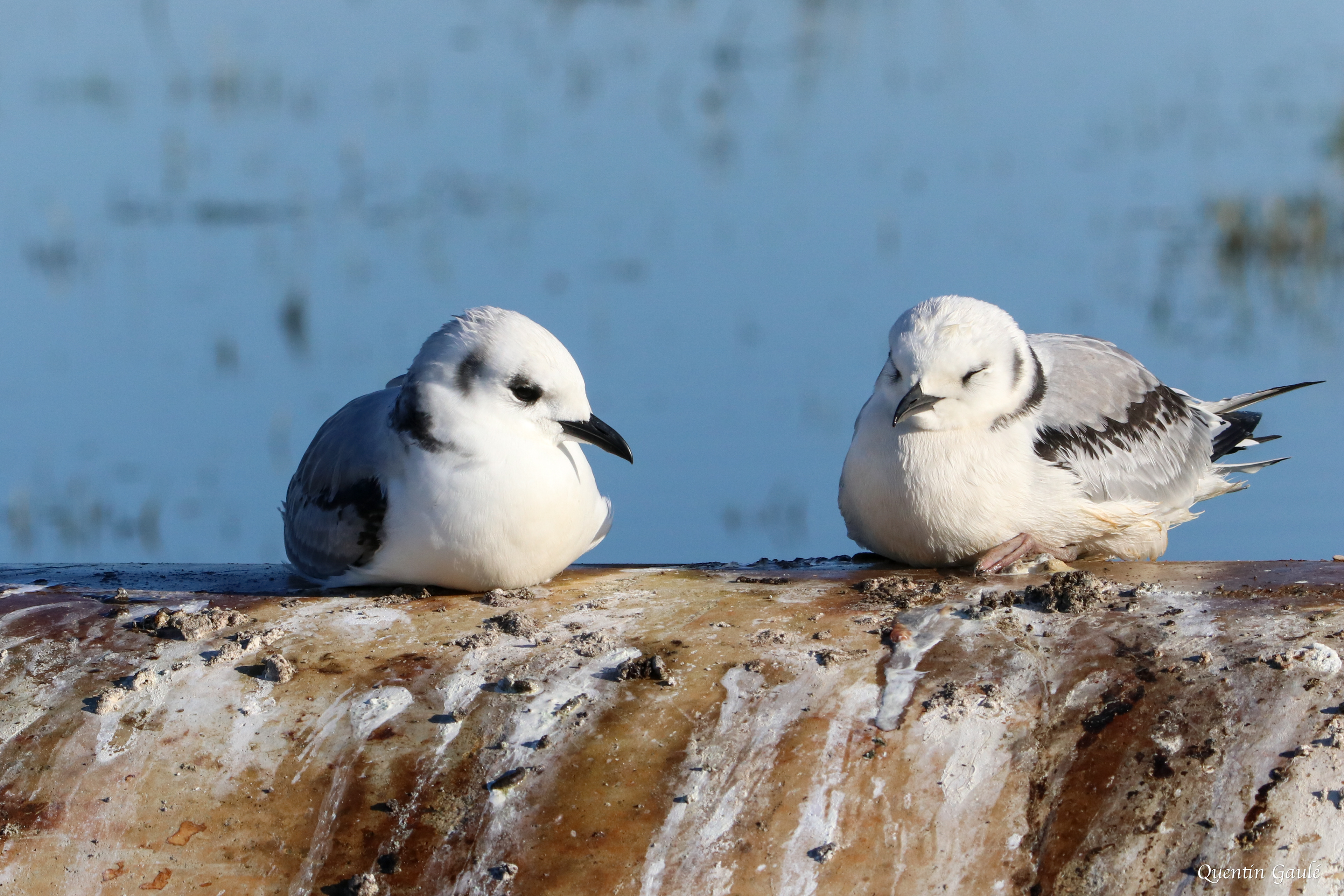 Mouette tridactyle (Rissa tridactyla) - Guiche (64)