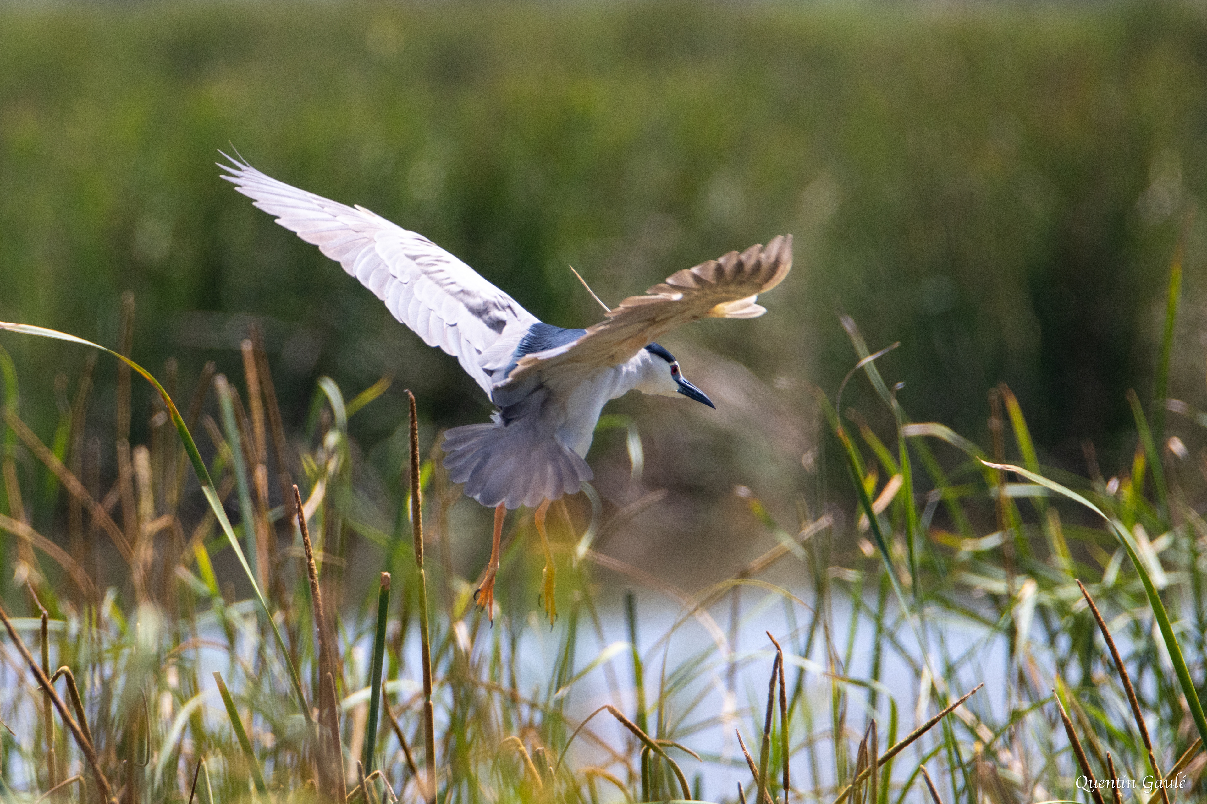 Bihoreau gris (Nycticorax nycticorax) - Parc Naturel du Delta de l'Èbre, Catalogne (Espagne)