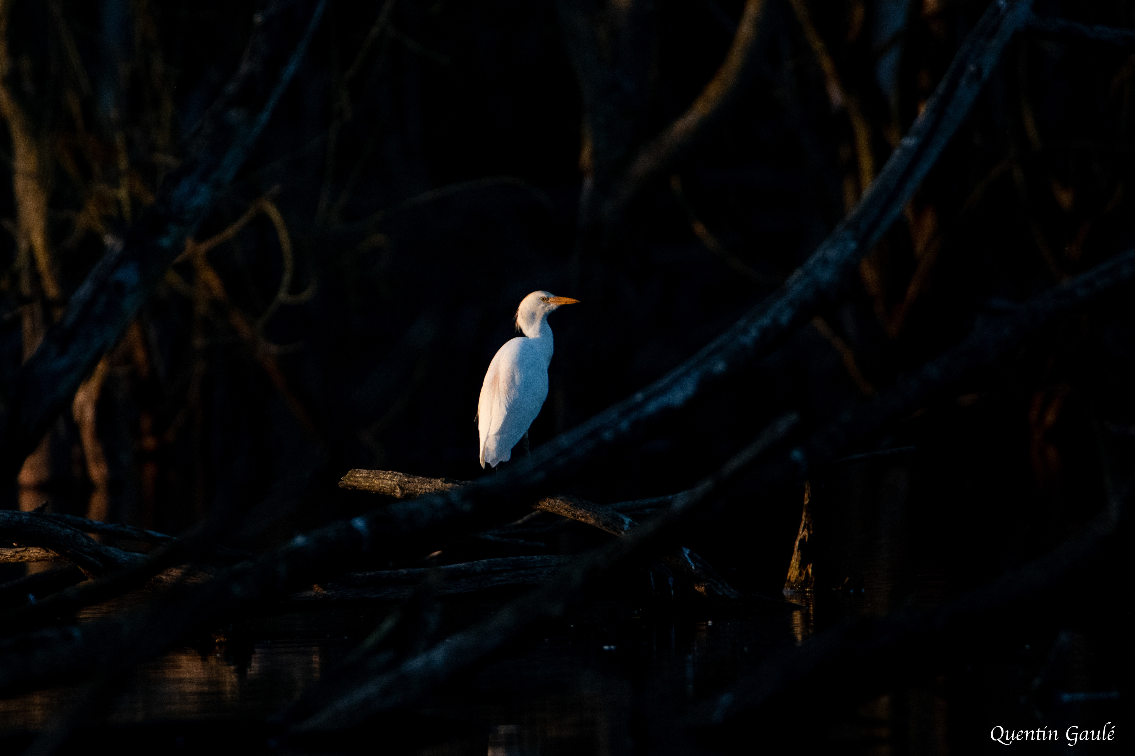 Héron garde-bœufs (Bubulcus ibis) - Montauban-de-Bretagne, Ile-et-Vilaine (35)