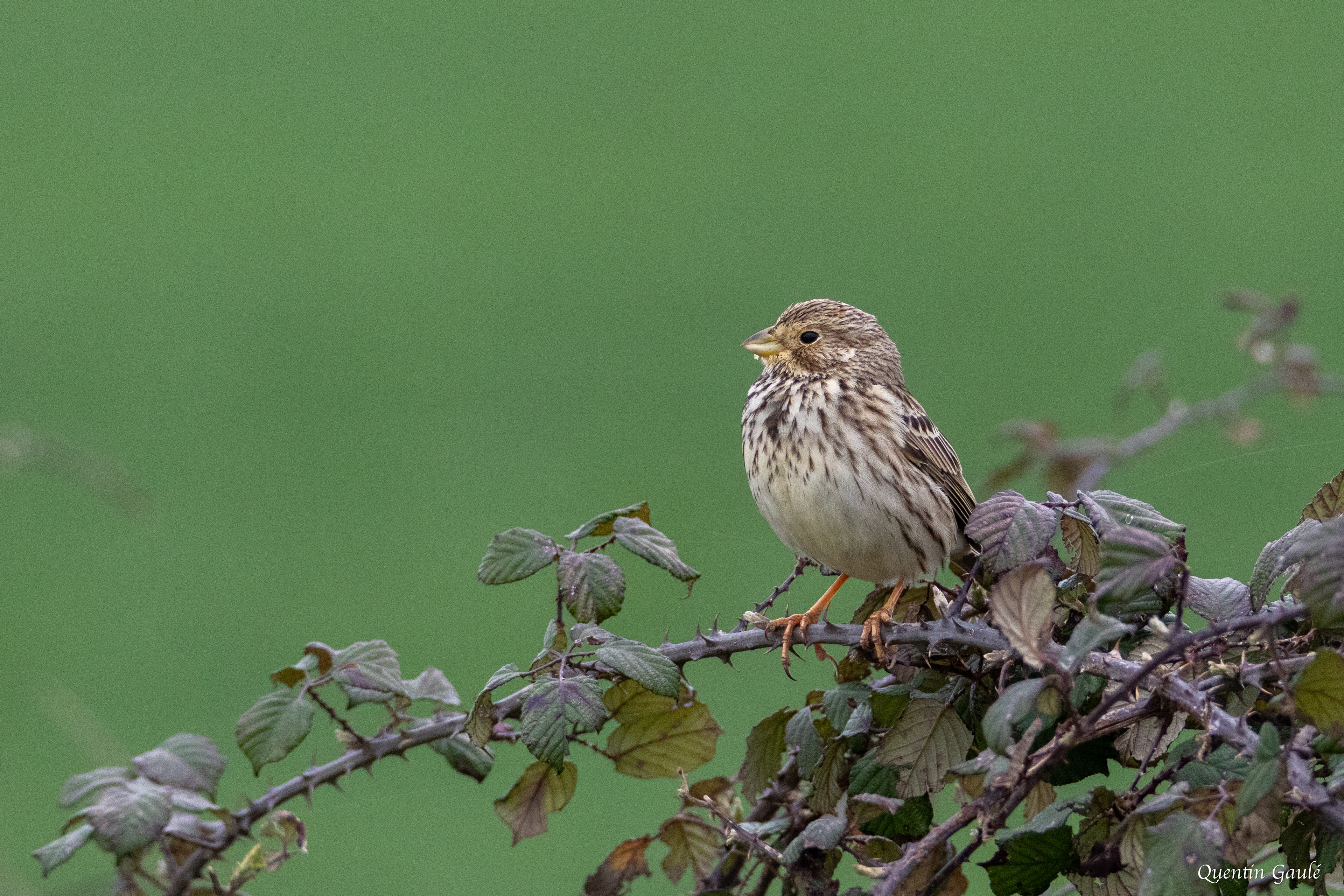 Bruant proyer (Emberiza calandra) - Nanteuil-en-Vallée, Charente (16)