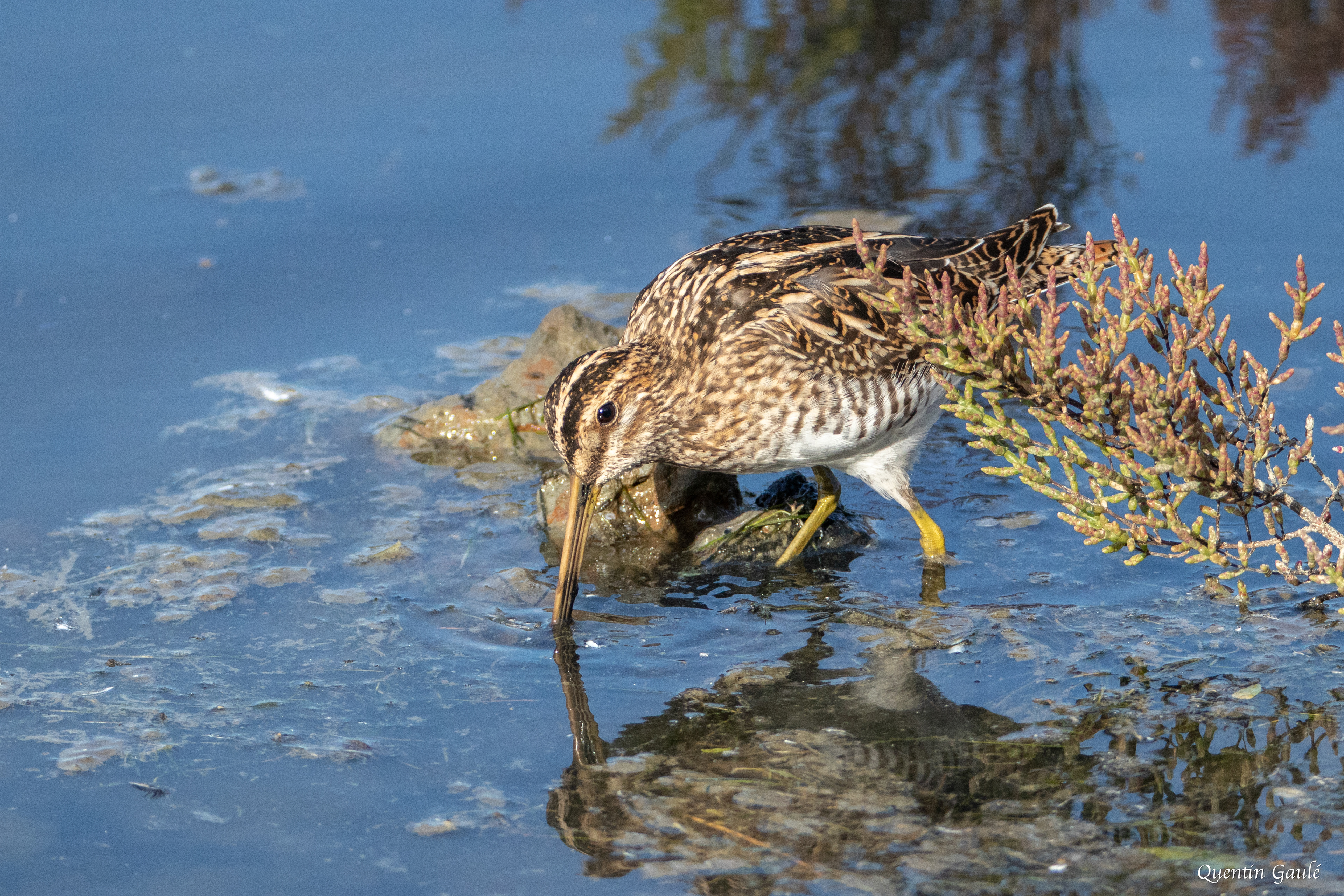 Bécassine des marais (Gallinago gallinago) - Réserve ornithologique du Teich (33)