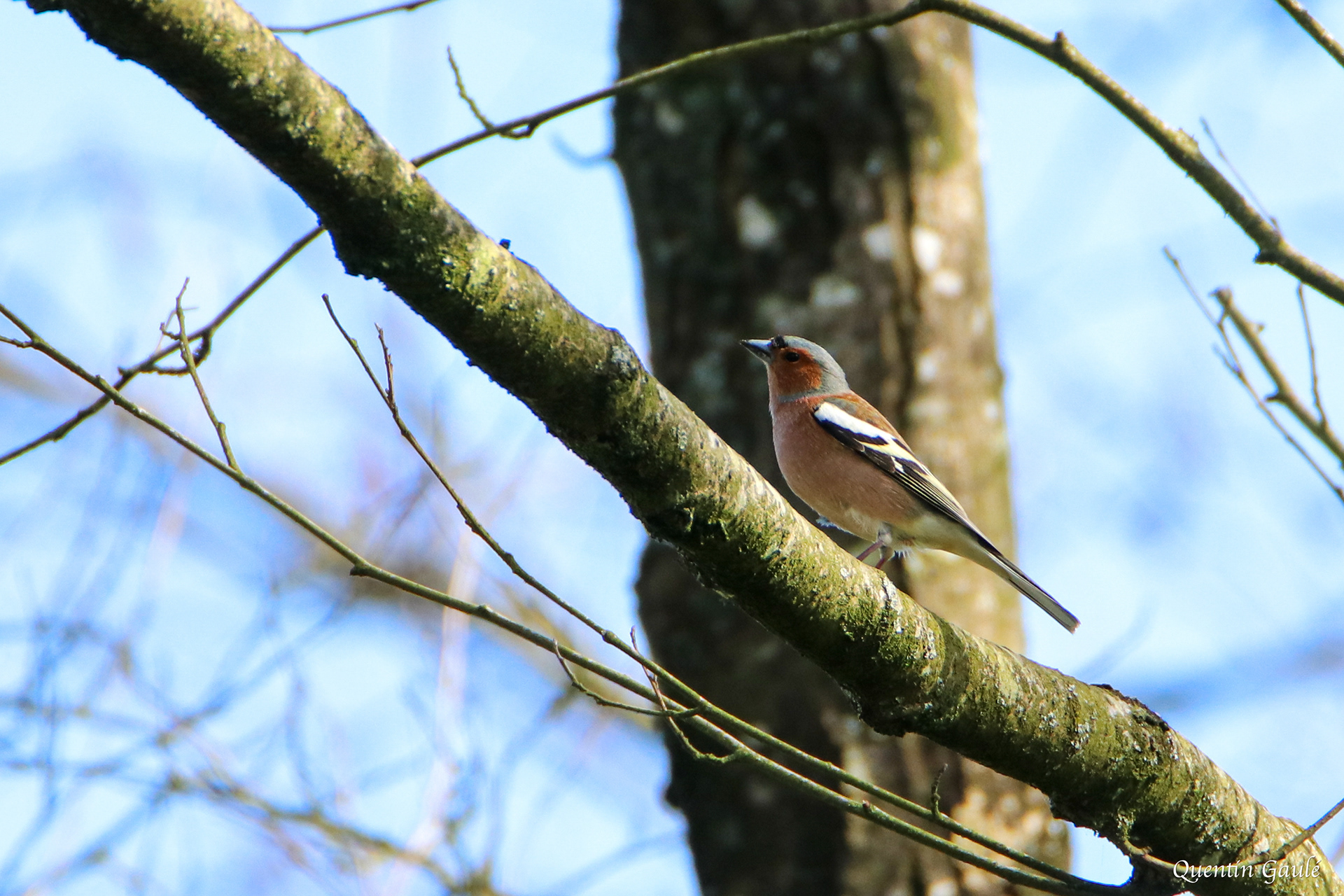 Pinson des arbres (Fringilla coelebs) - Saint-Georges-de-Chesné, Ile-et-Vilaine (35)