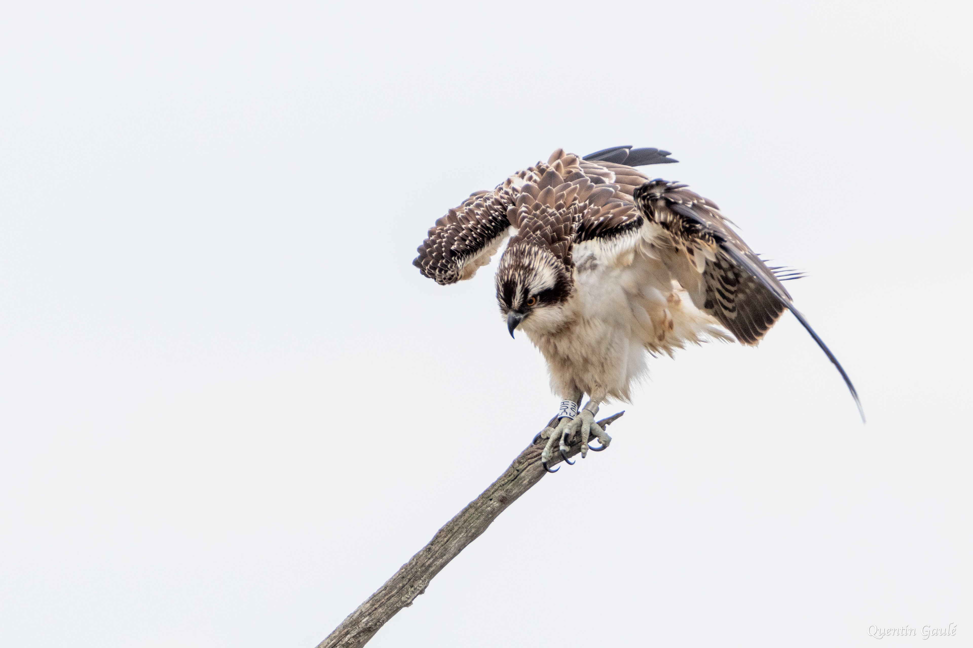 Balbuzard pêcheur (Pandion haliaetus) - Réserve ornithologique du Teich, Gironde (33)