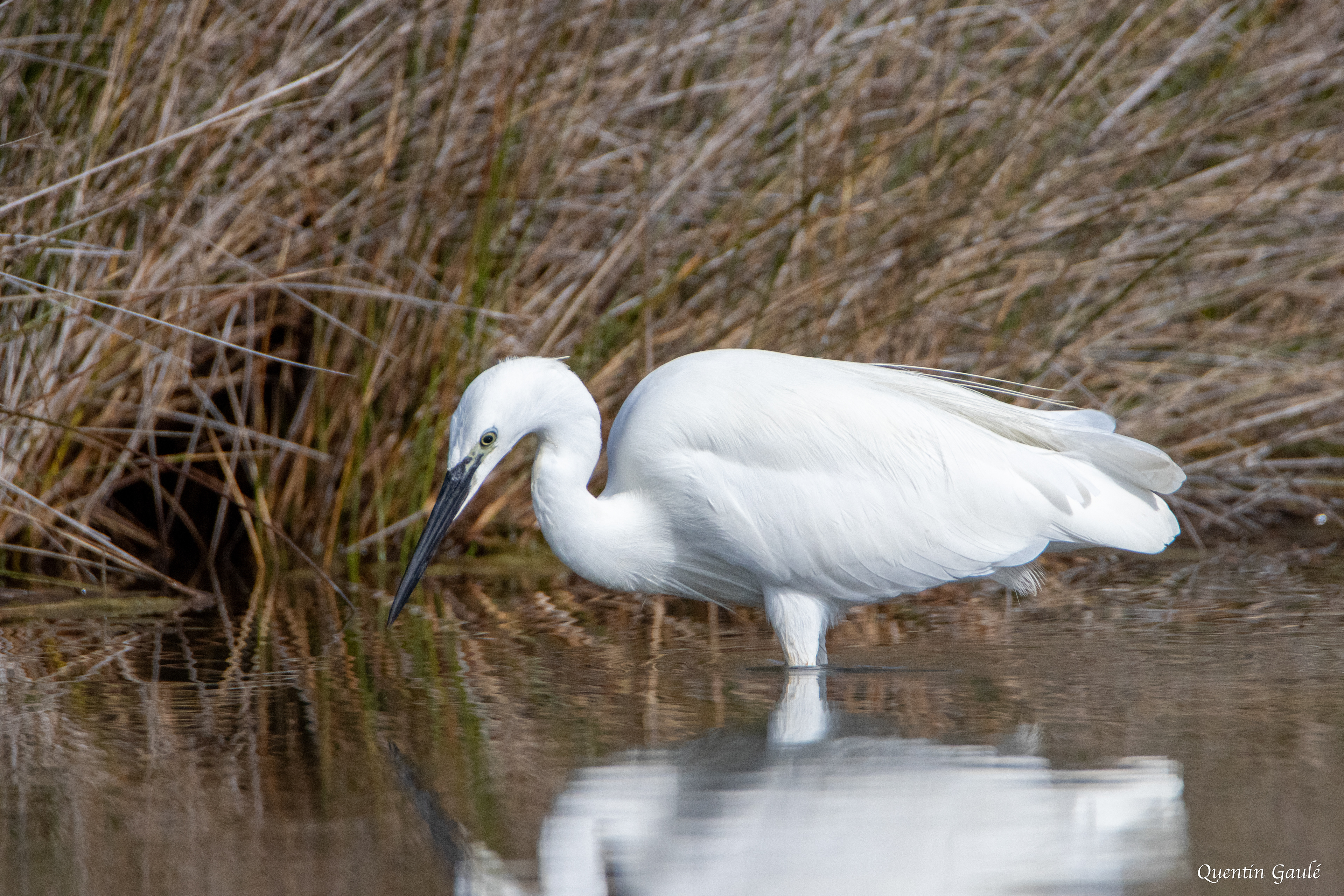 Aigrette garzette (Egretta garzetta) - Réserve ornithologique du Teich, Gironde (33)