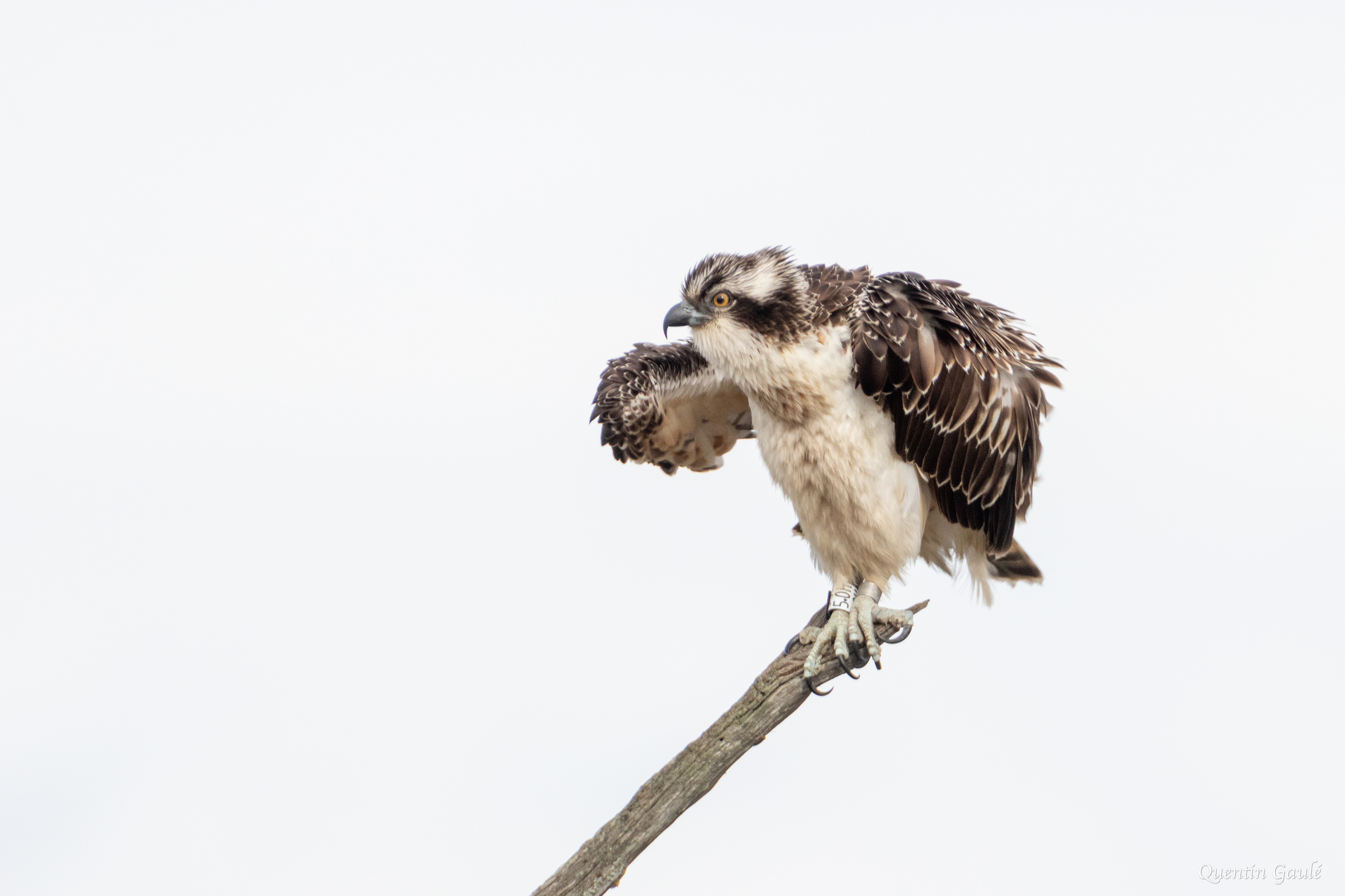 Balbuzard pêcheur (Pandion haliaetus) - Réserve ornithologique du Teich, Gironde (33)