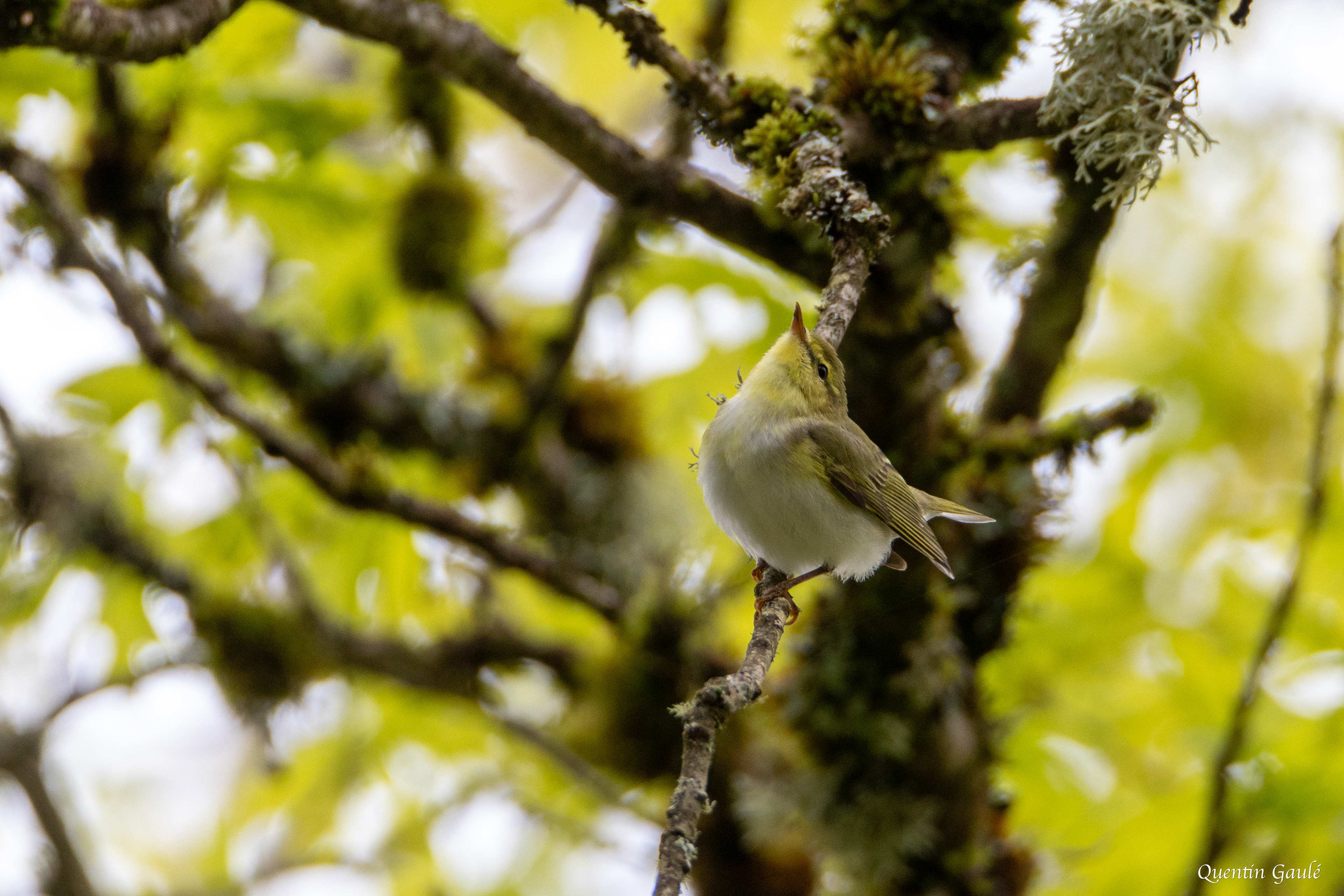 Pouillot siffleur (Phylloscopus sibilatrix) - Saint-Pardoux-Morterolles (23)