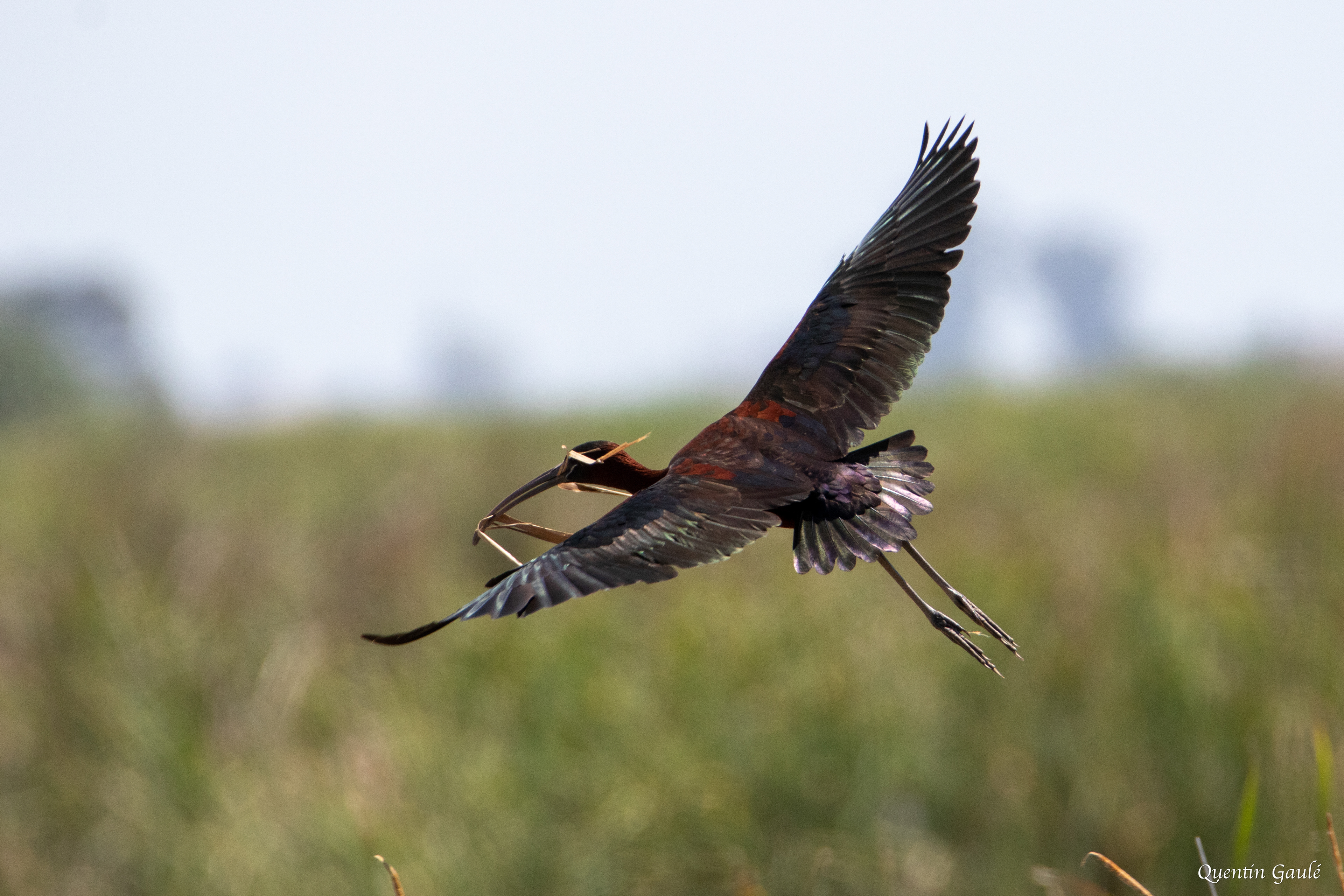 Ibis falcinelle (Plegadis falcinellus) - Parc Naturel du Delta de l'Èbre, Catalogne (Espagne)