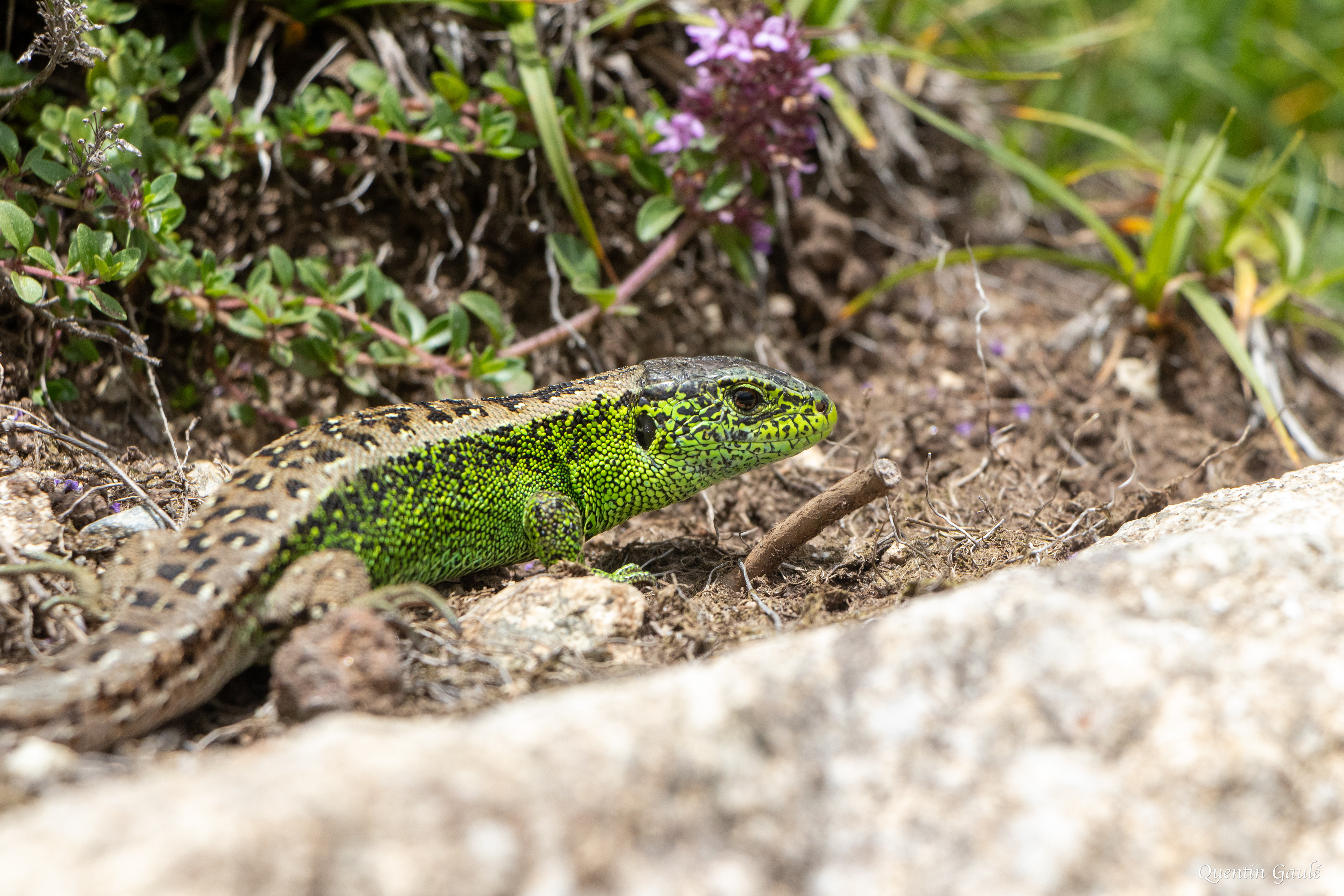 Lézard des souches (Lacerta agilis) - Col de Puymorens, Porté-Puymorens, Pyrénées-Orientales (66)