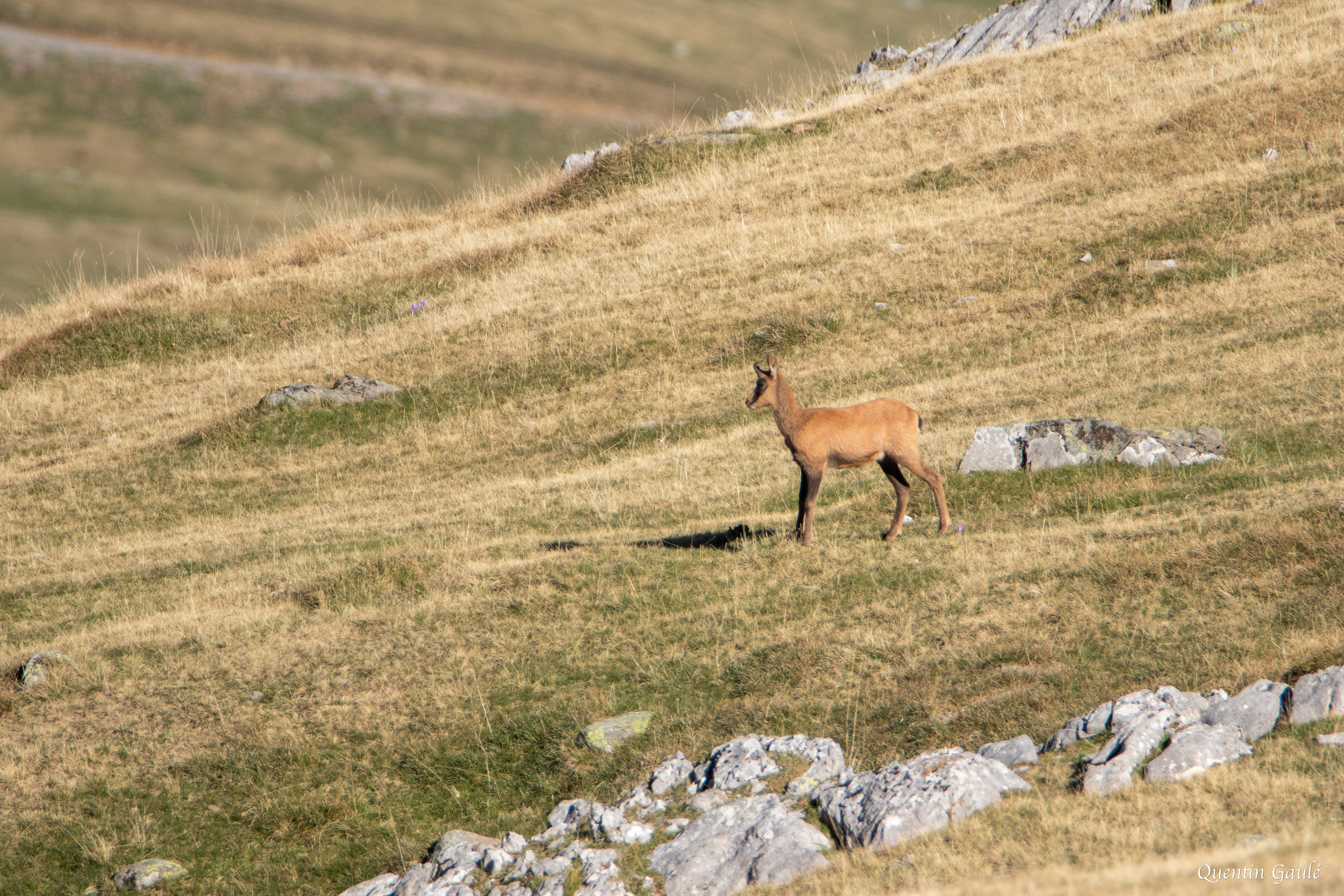 Isard (Rupicapra pyrenaica) - Col du Pourtalet, Laruns (64)
