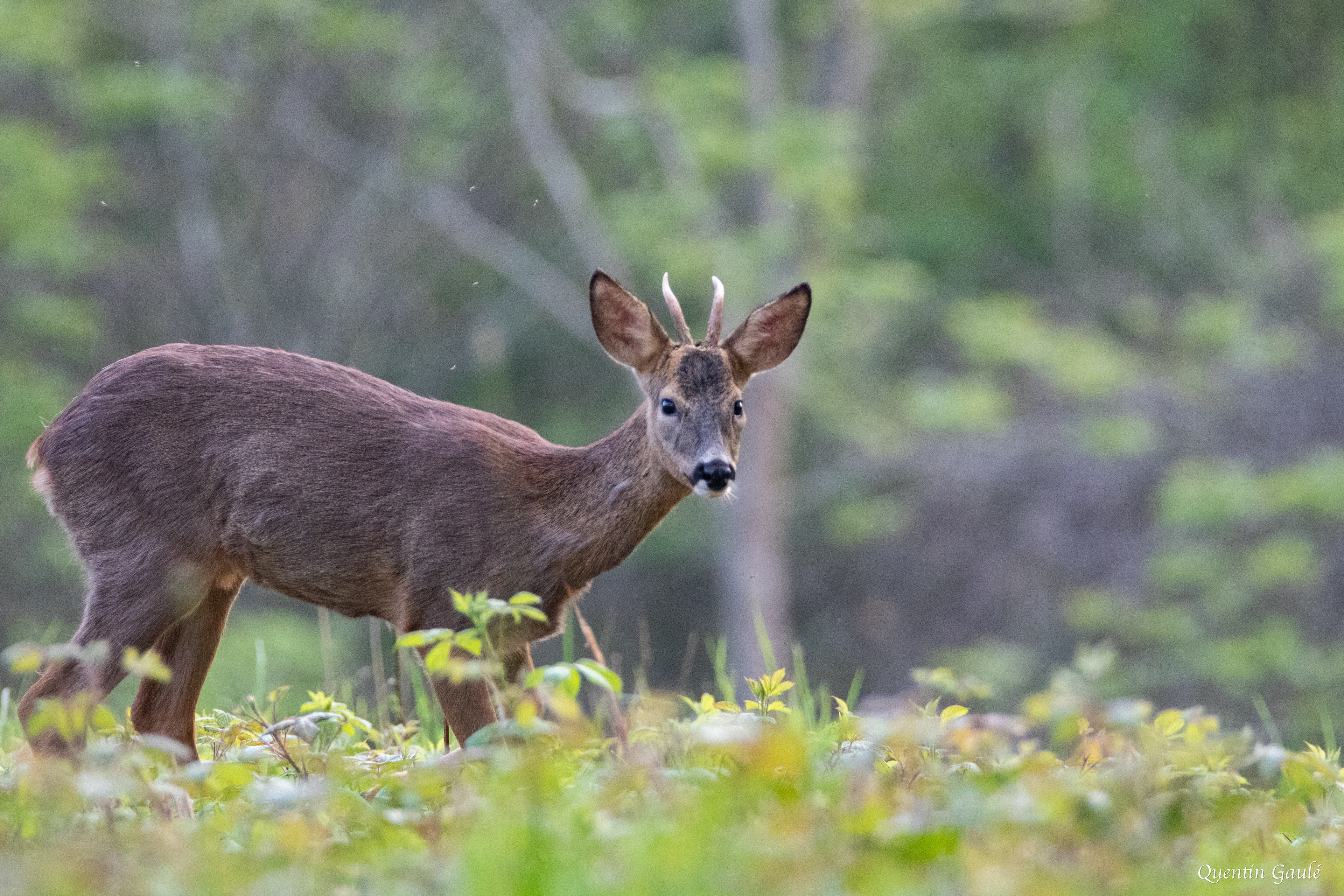 Chevreuil (Capreolus capreolus) - Gelos (64)