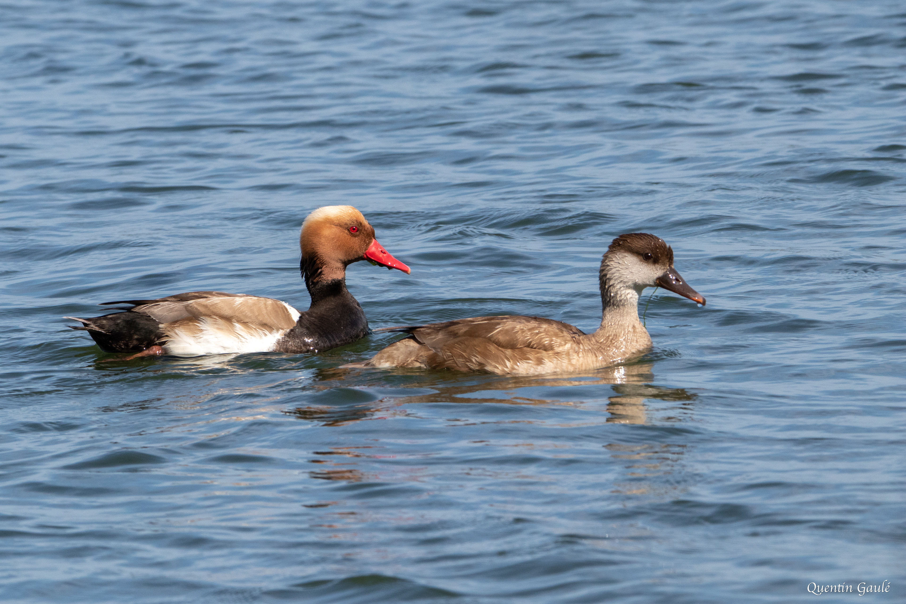 Nette rousse (Netta rufina) - Parc Naturel du Delta de l'Èbre, Catalogne (Espagne)