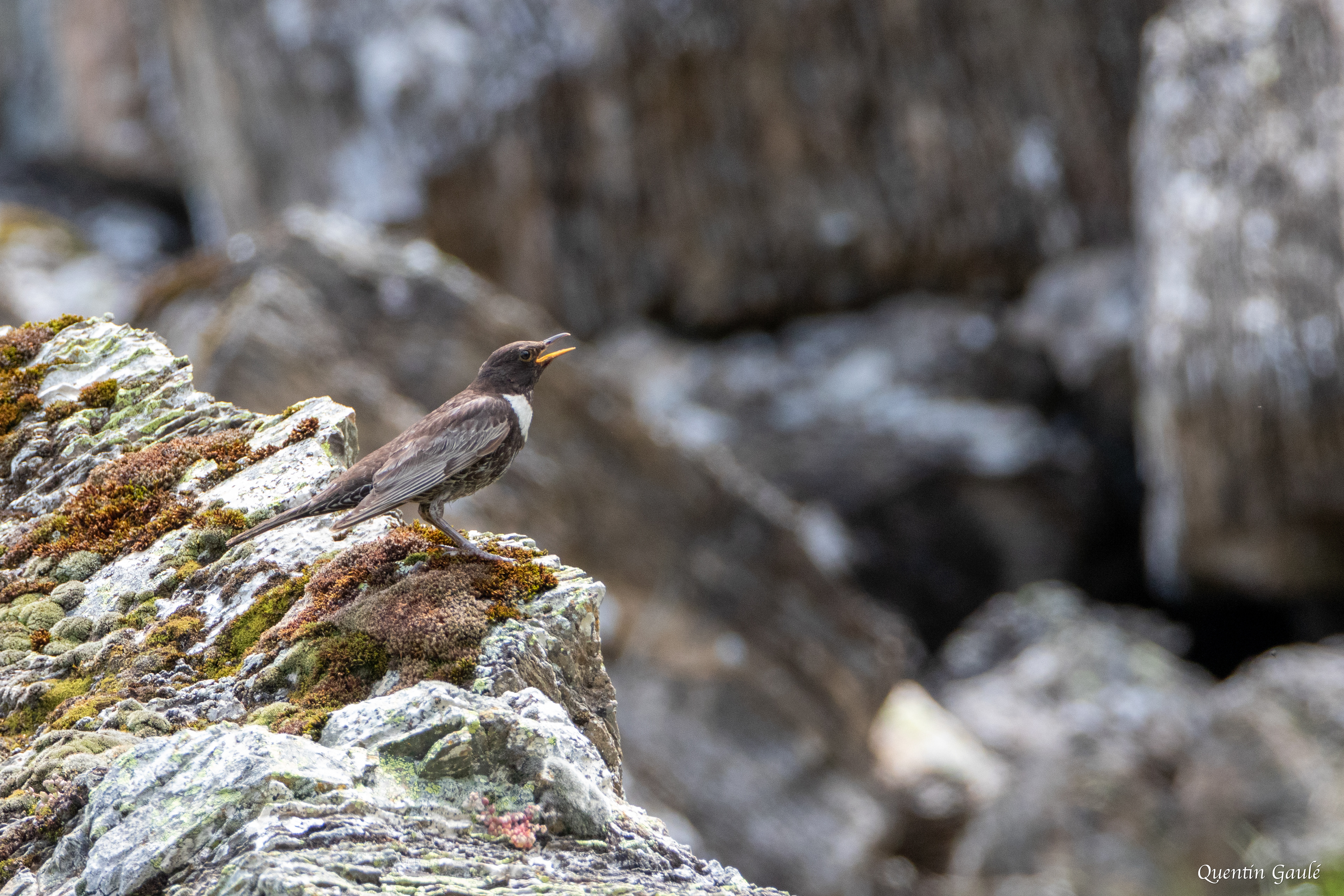 Merle à plastron (Turdus torquatus) - Étang d'Eychelle, Bethmale (09)