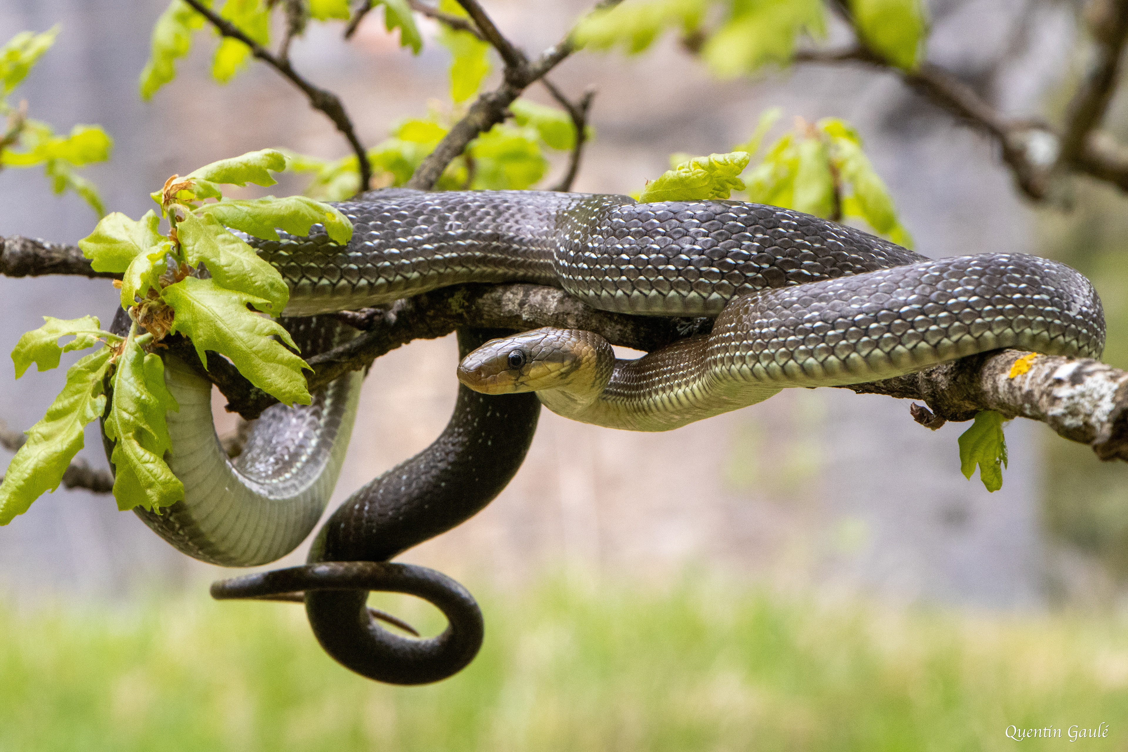 Couleuvre d'Esculape (Zamenis longissimus) - Etsaut, Pyrénées-Atlantiques (64)