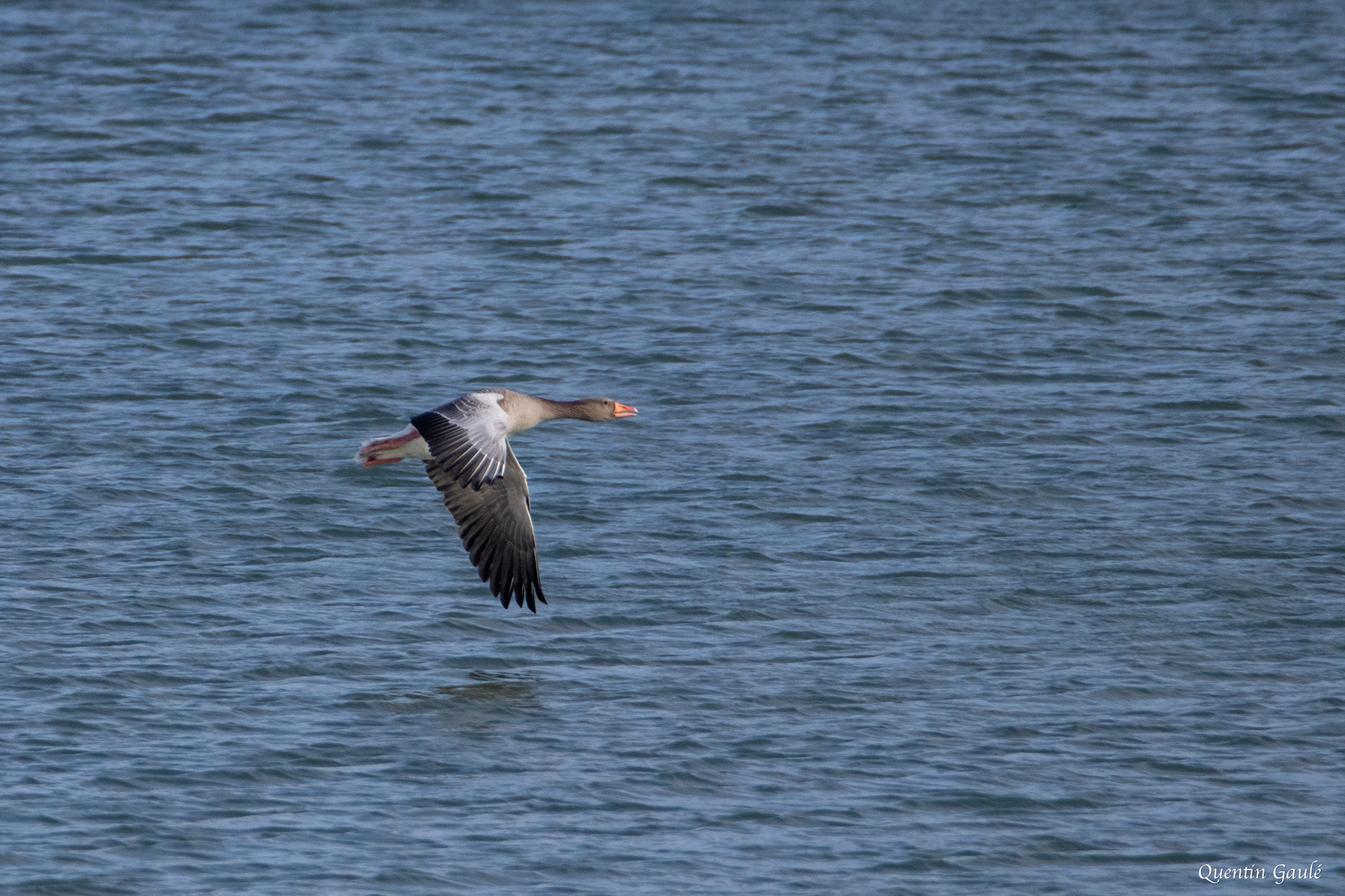 Oie cendrée (Anser anser) - Lac du Der-Chantecoq, Marne (51)