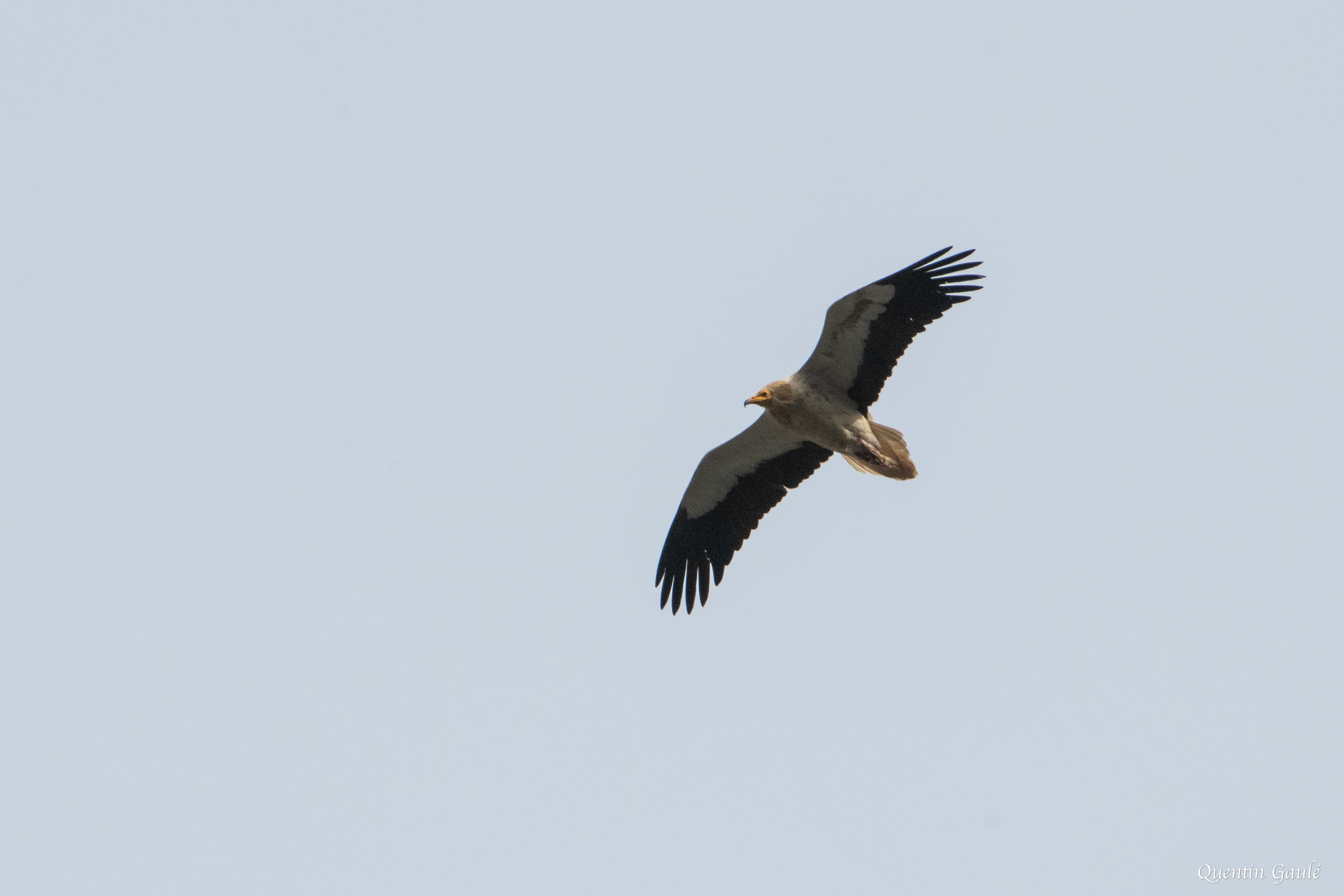 Vautour percnoptère (Neophron percnopterus) - Etsaut, Pyrénées-Atlantiques (64)
