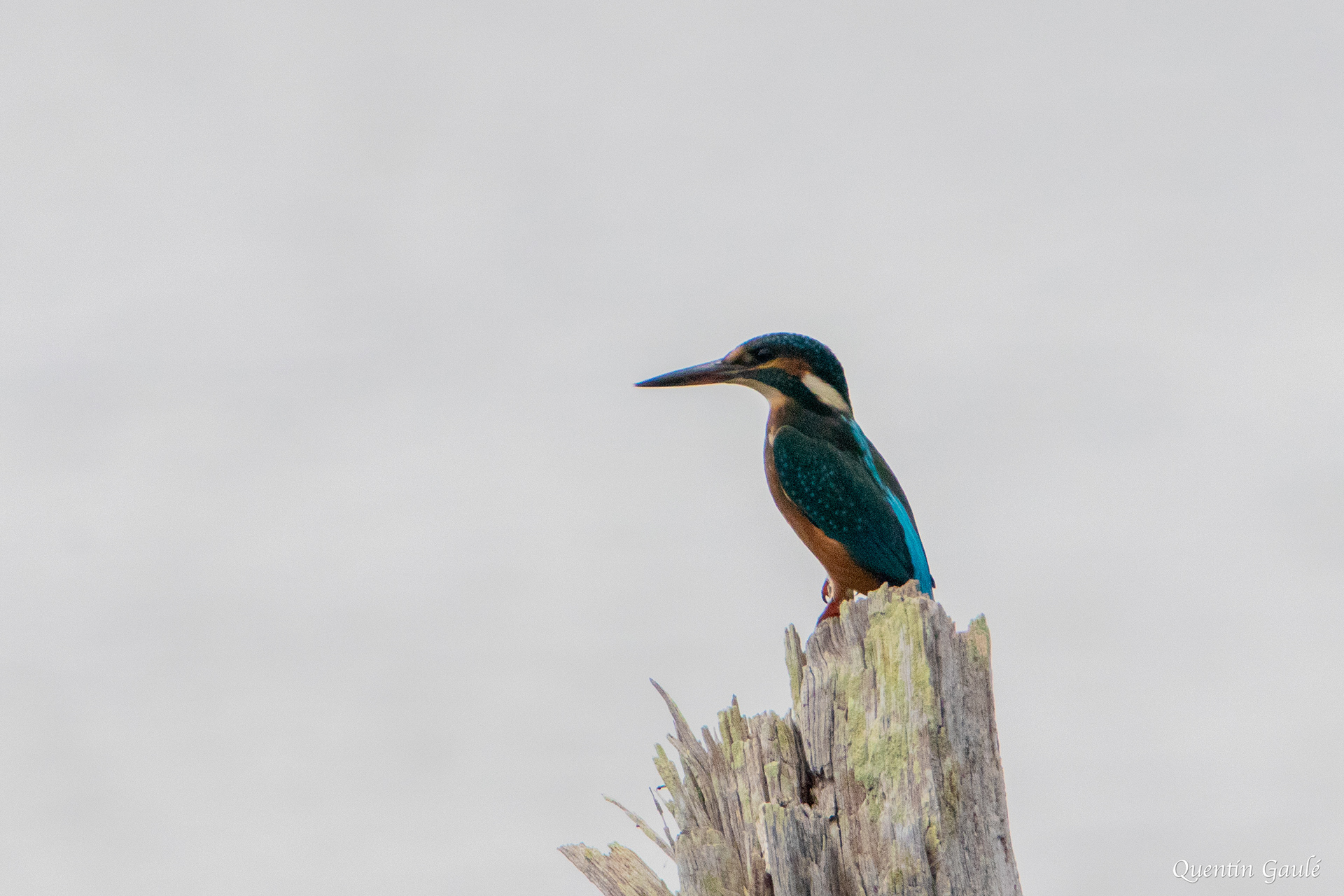 Martin-pêcheur d'Europe (Alcedo atthis) - Réserve Naturelle Nationale de Chérine, Indre (36)