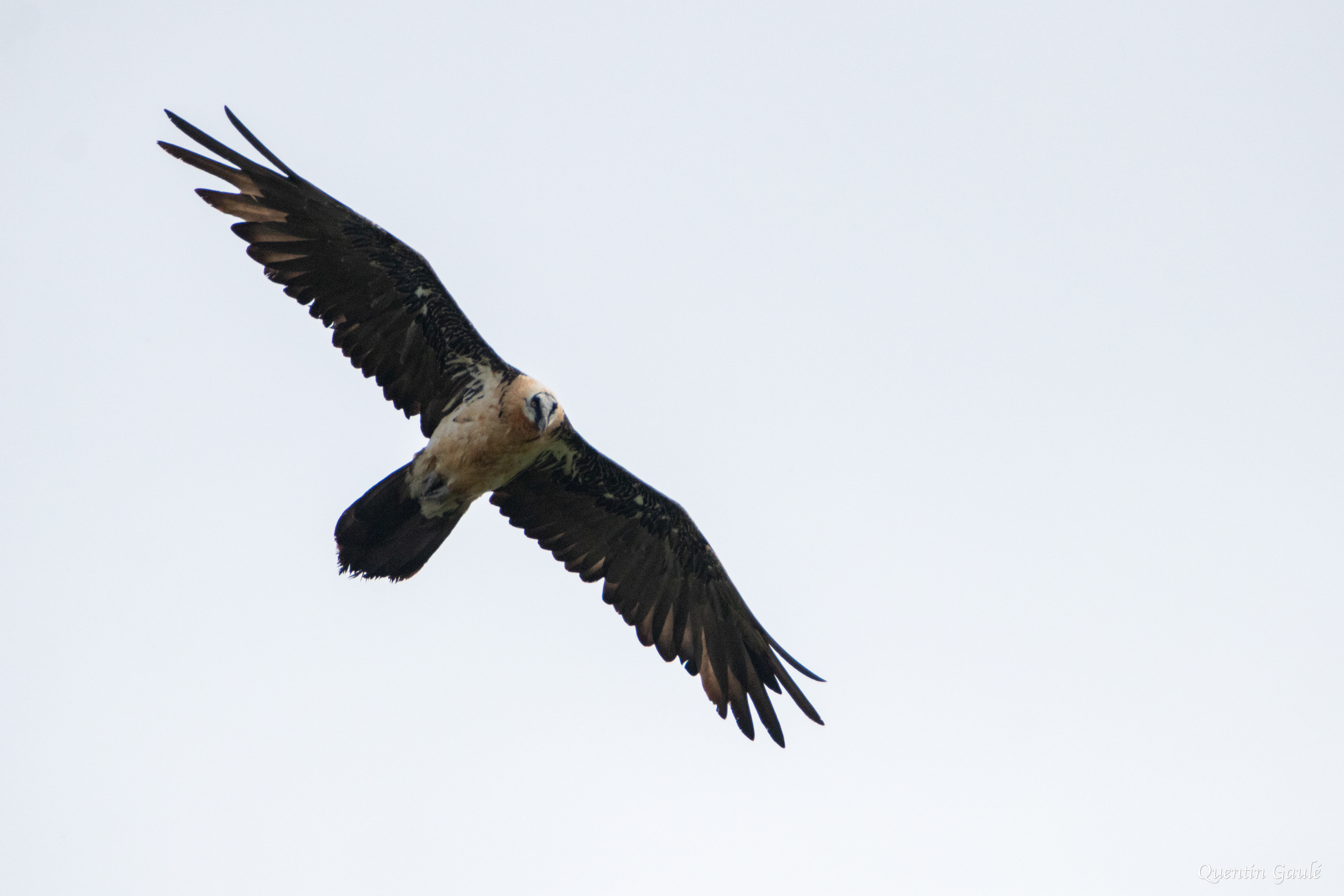 Gypaète barbu (Gypaetus barbatus) - Gourette, Eaux-Bonnes, Pyrénées-Atlantiques (64)