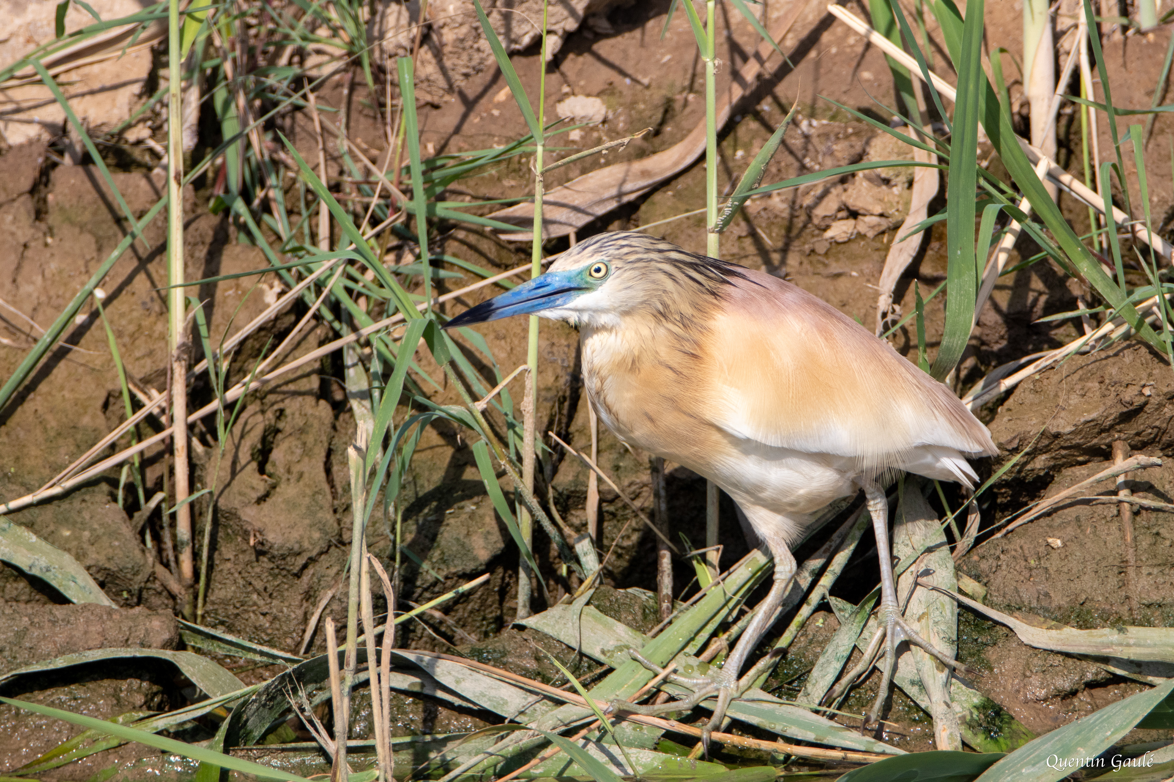 Crabier chevelu (Ardeola ralloides) - Parc Naturel du Delta de l'Èbre, Catalogne (Espagne)