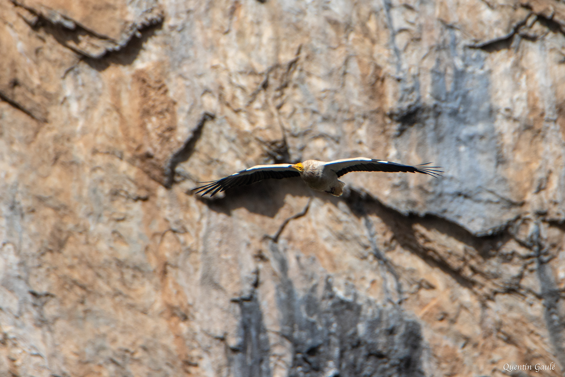 Vautour percnoptère (Neophron percnopterus) - Etsaut, Pyrénées-Atlantiques (64)