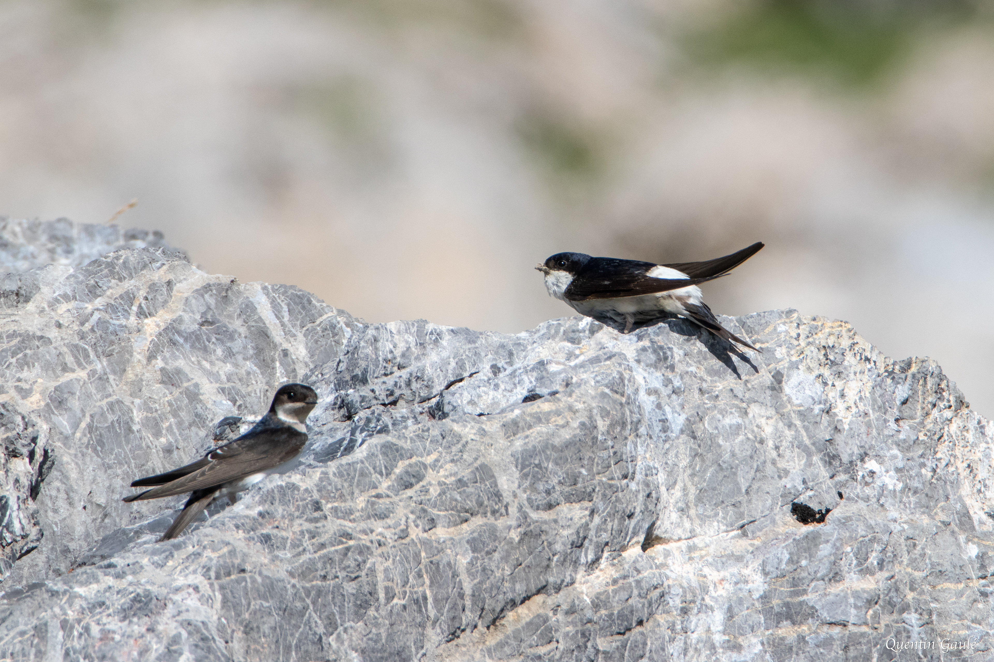 Hirondelle de fenêtre (Delichon urbicum) - Col du Pourtalet, Laruns (64)