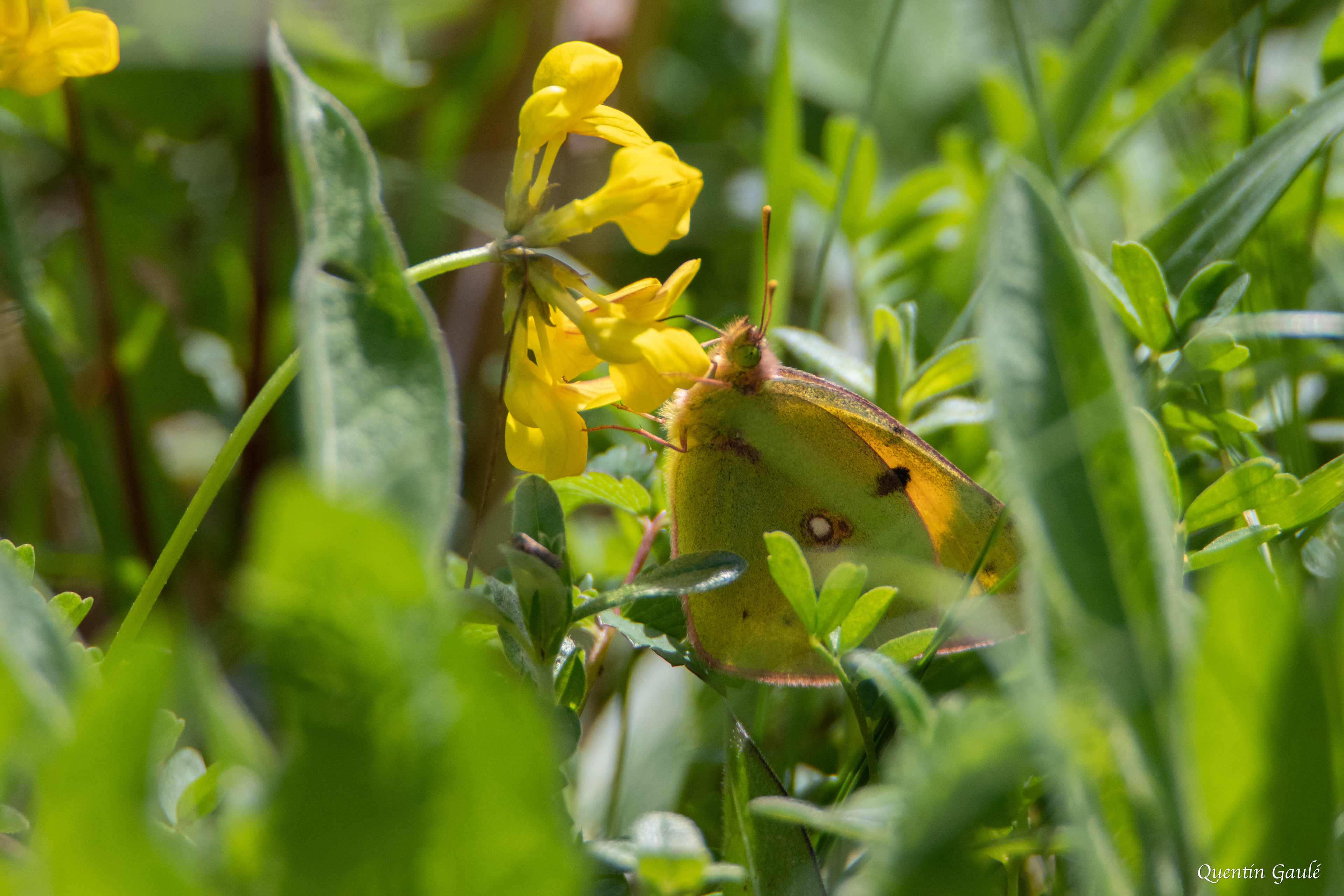 Souci (Colias crocea) - Auch (32)