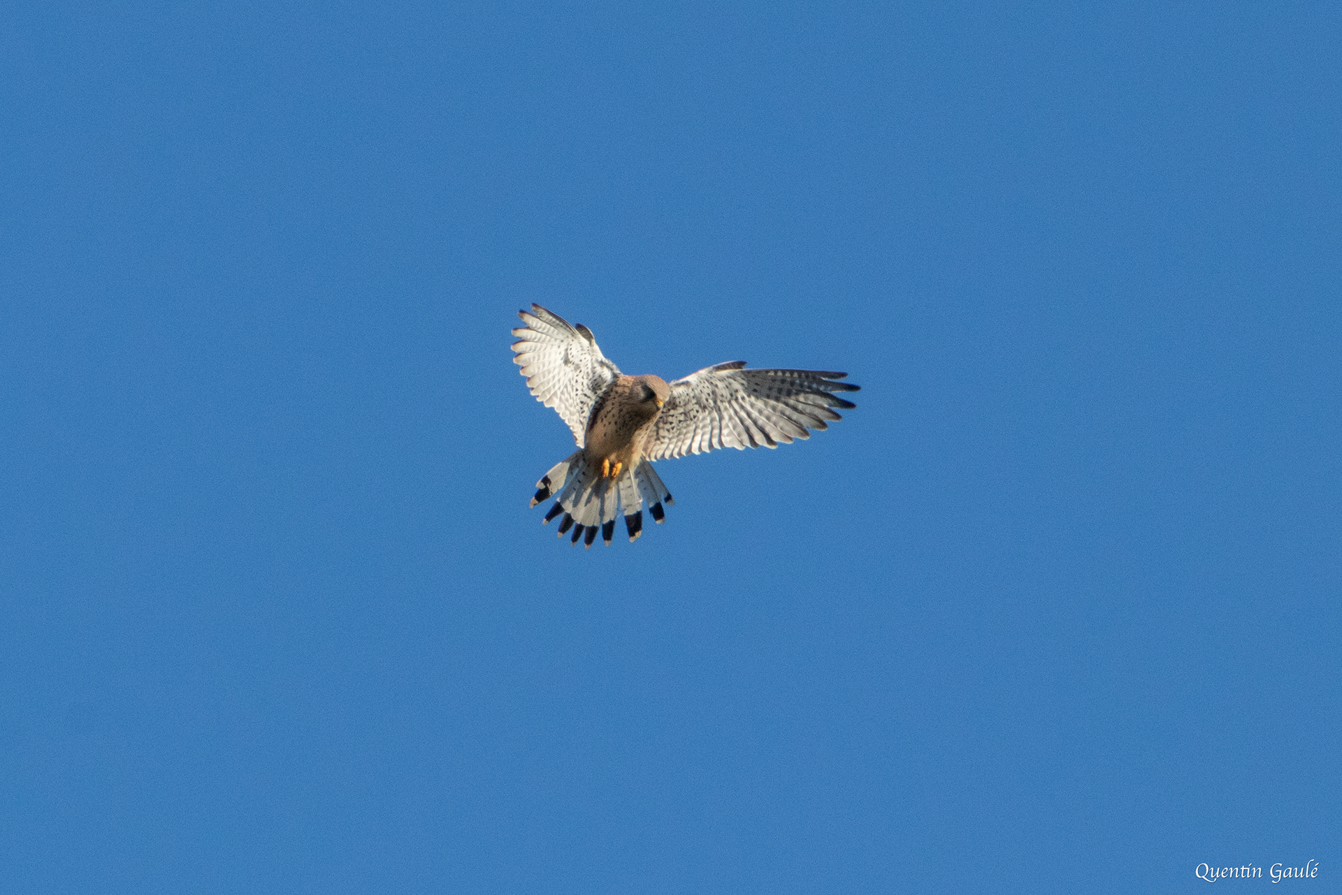Faucon crécerelle (Falco tinnunculus) - Riaucourt, Haute-Marne (52)