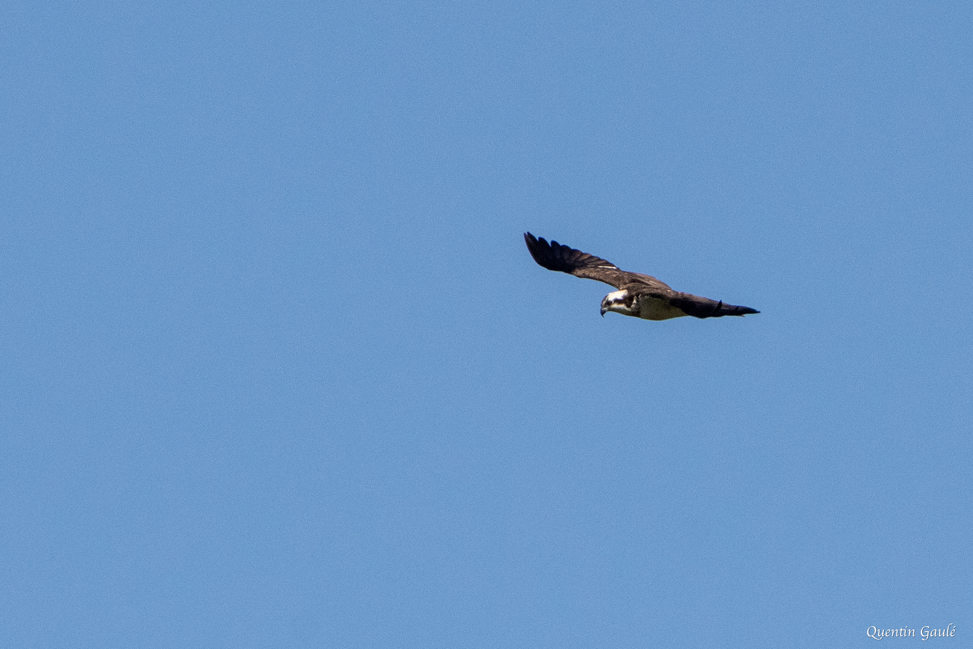 Balbuzard pêcheur (Pandion haliaetus) - Meurthe-et-Moselle (54)