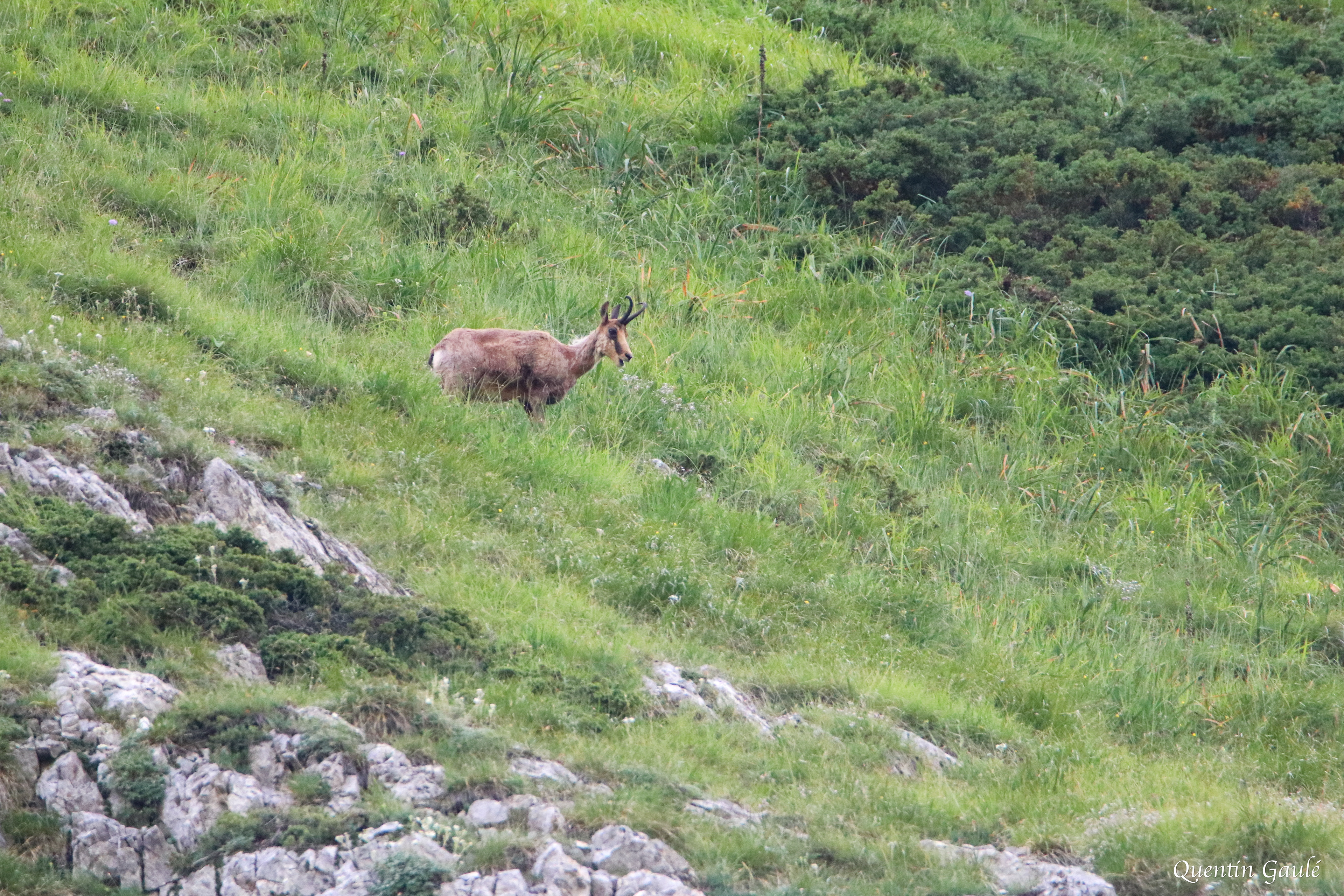 Isard (Rupicapra pyrenaica) - Gèdre (65)