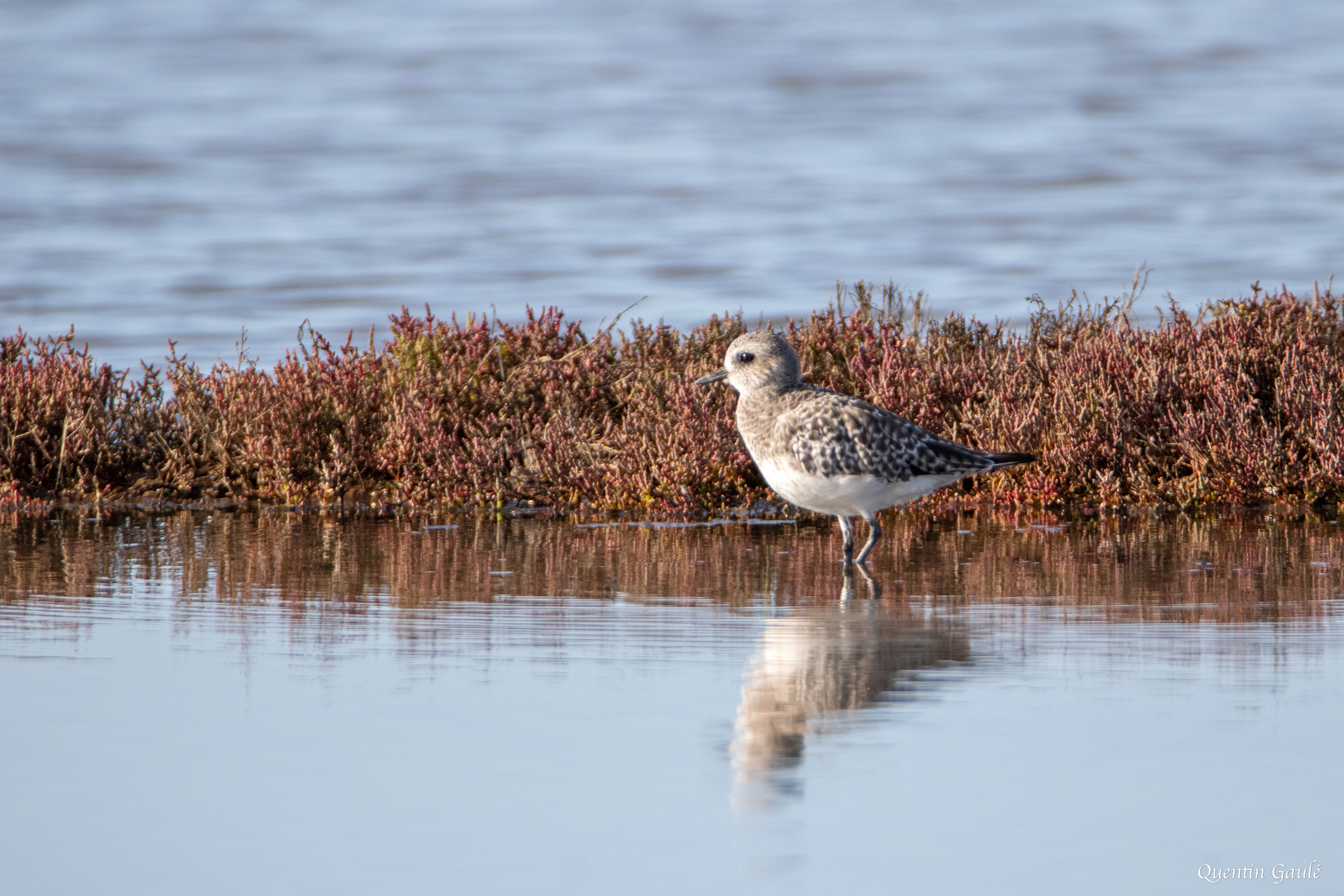 Pluvier argenté (Pluvialis squatarola) - Réserve ornithologique du Teich (33)