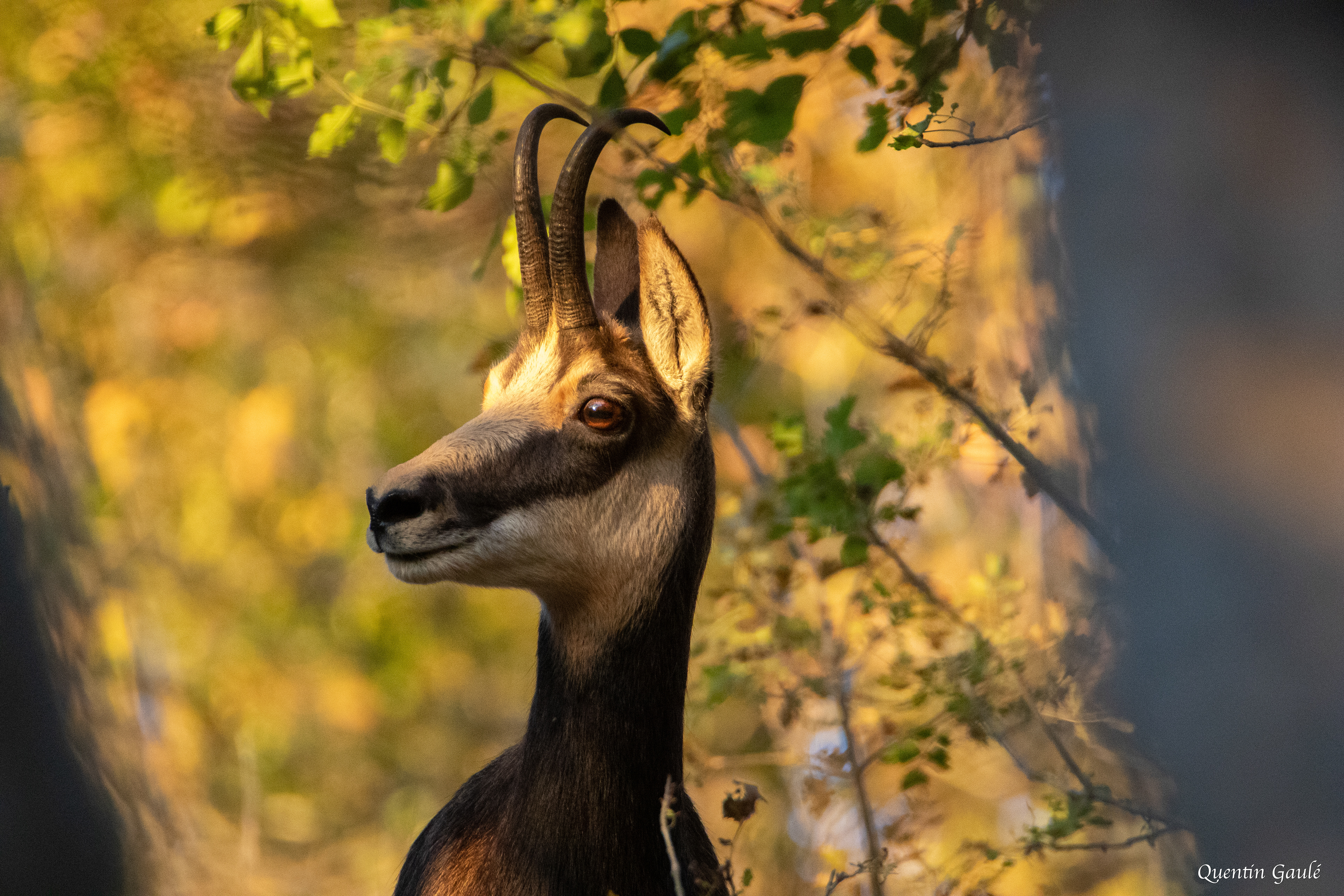 Chamois (Rupicapra rupicapra) - Besançon (25)