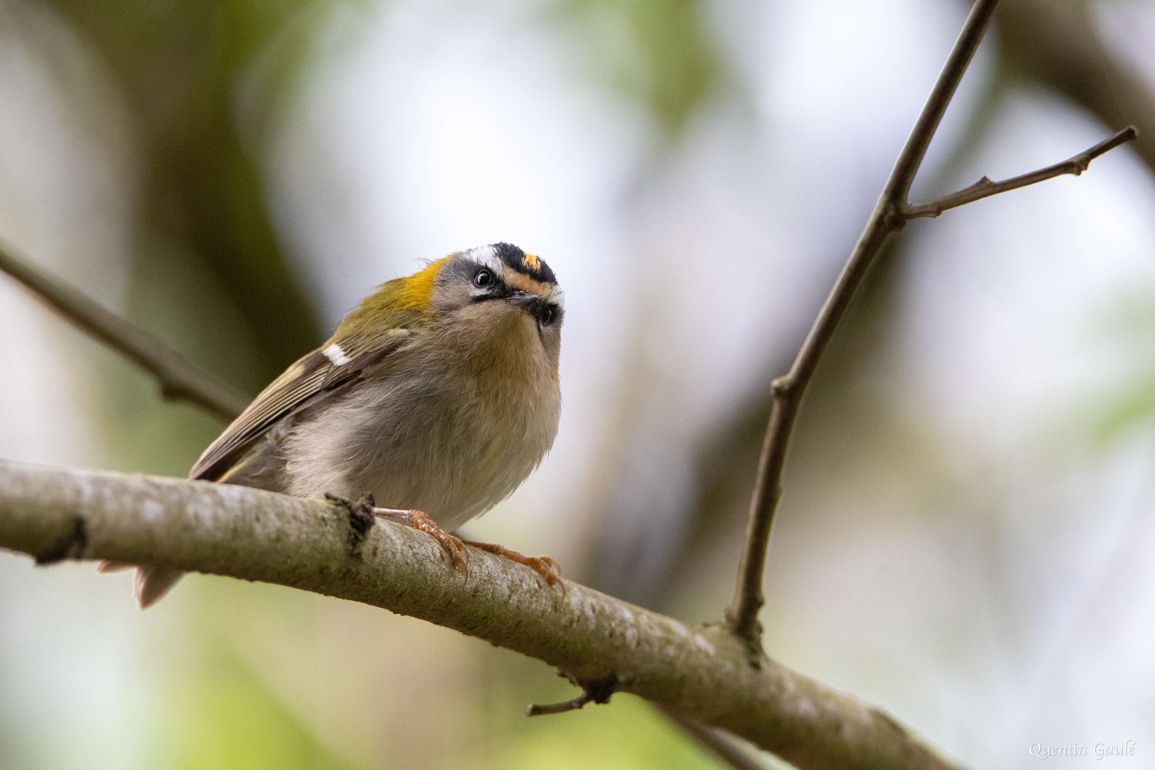 Roitelet à triple bandeau (Regulus ignicapilla) - Saint-Faust (64)