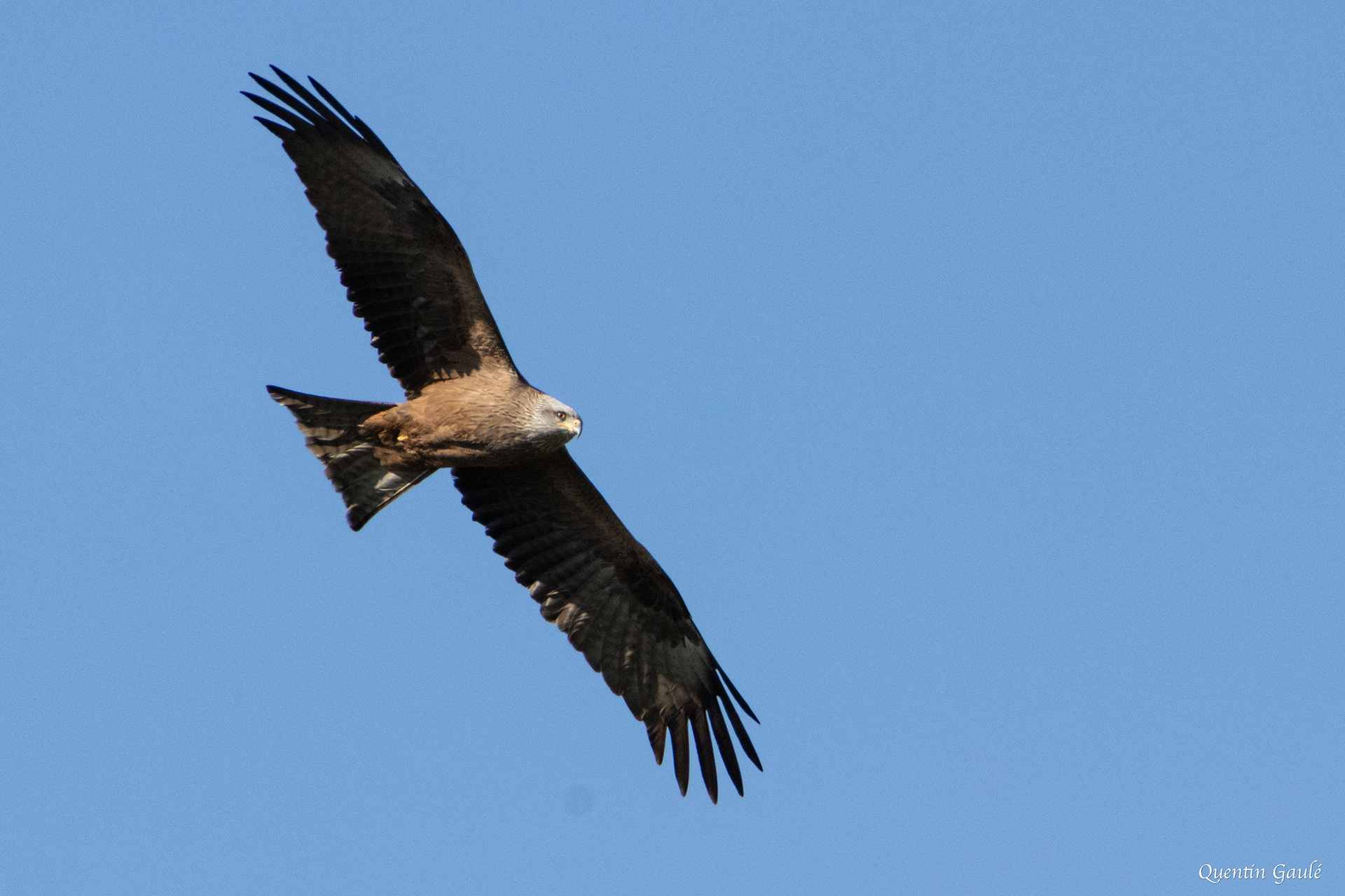 Milan noir (Milvus migrans) - Peigney, Haute-Marne (52)