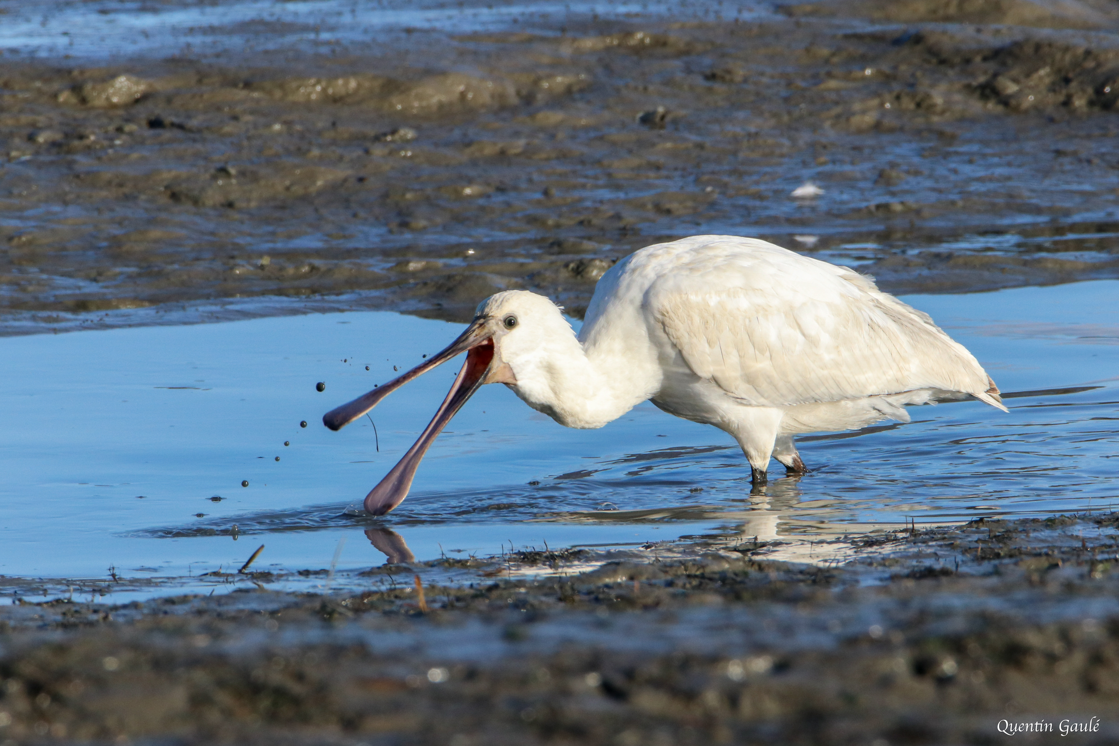 Spatule blanche (Platalea leucorodia) - Andernos-les-Bains, Gironde (33)