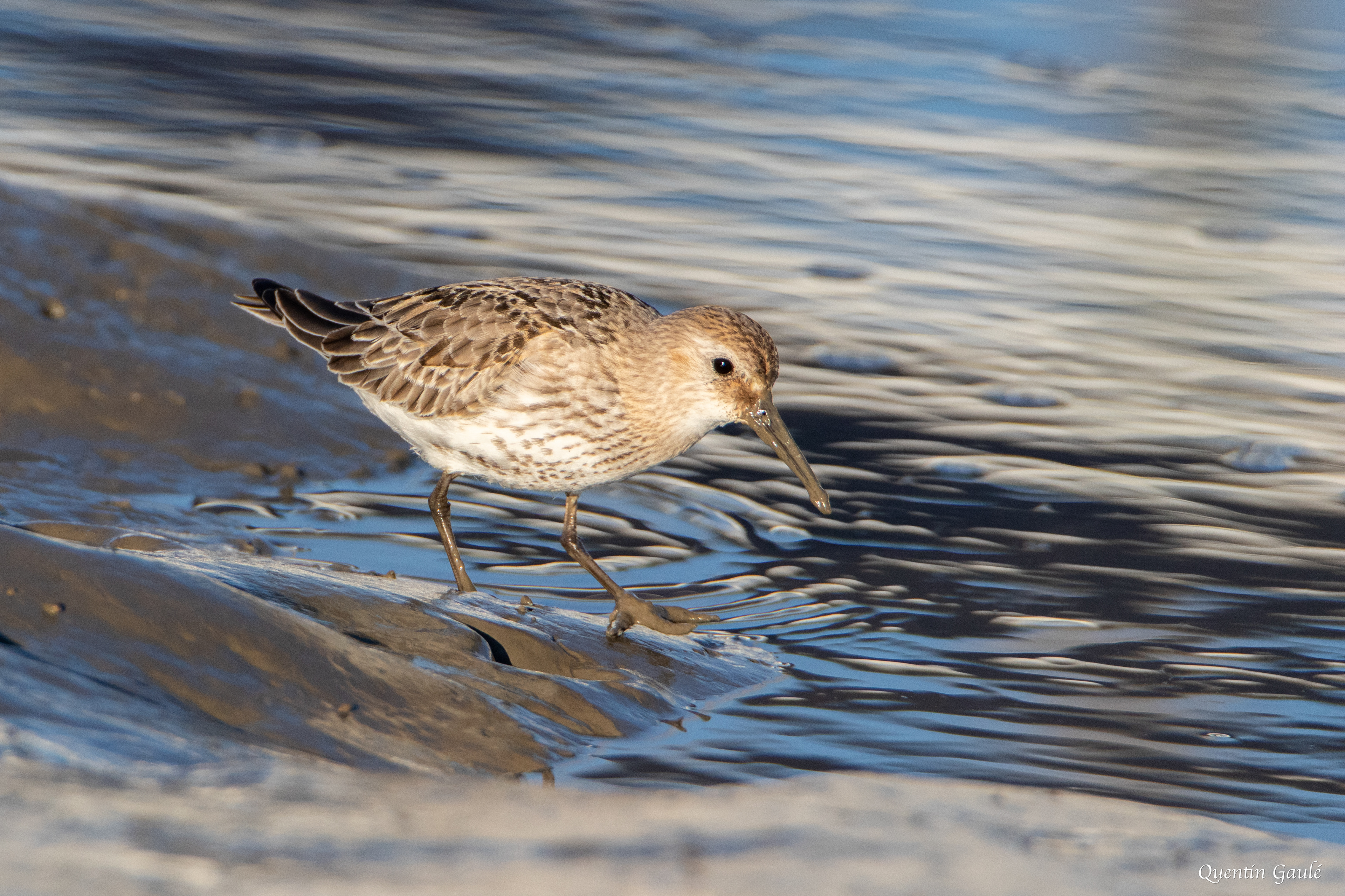 Bécasseau variable (Calidris alpina) - Andernos-les-Bains (33)