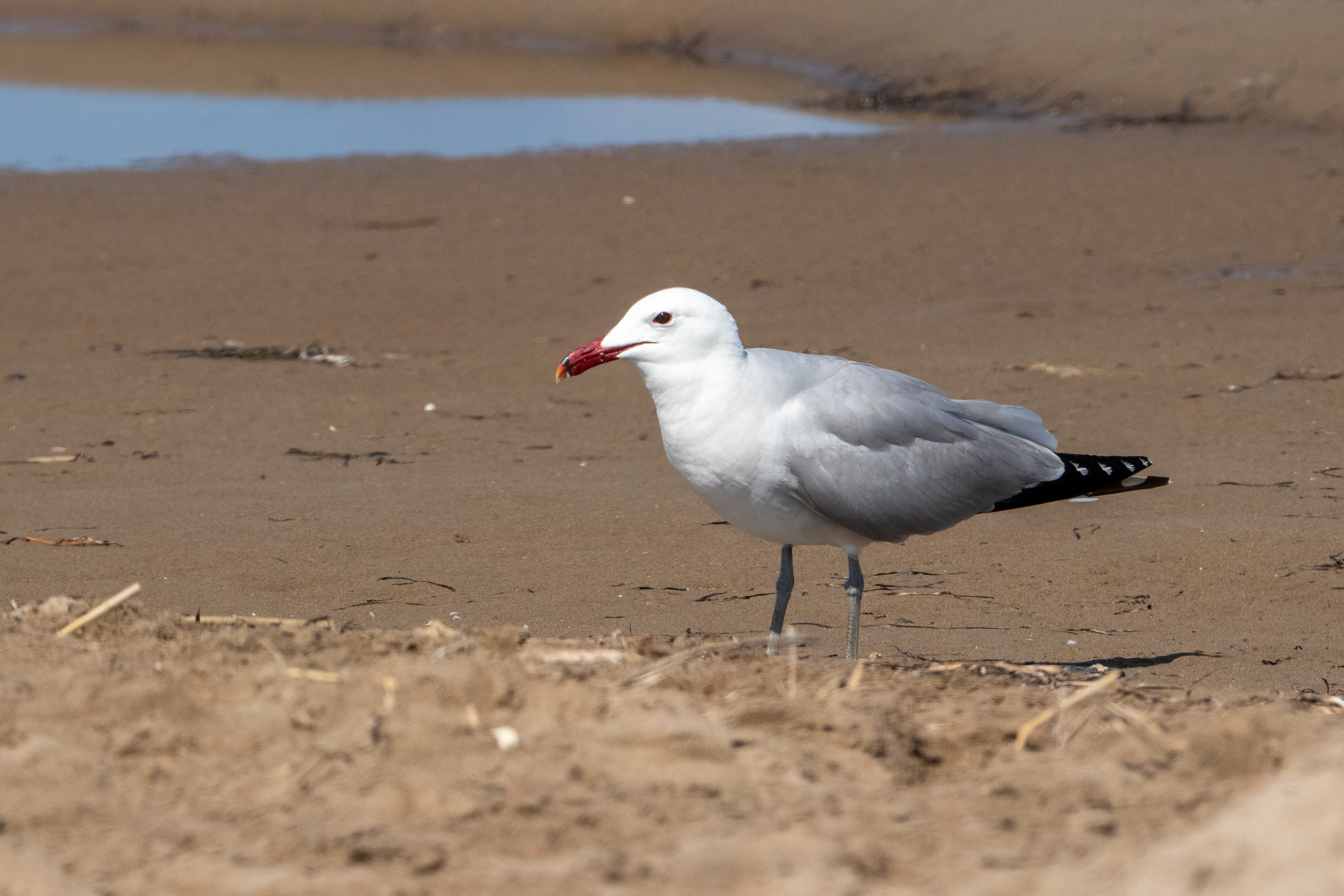 Goéland d'Audouin (Ichthyaetus audouinii) - Parc Naturel du Delta de l'Èbre, Catalogne (Espagne)