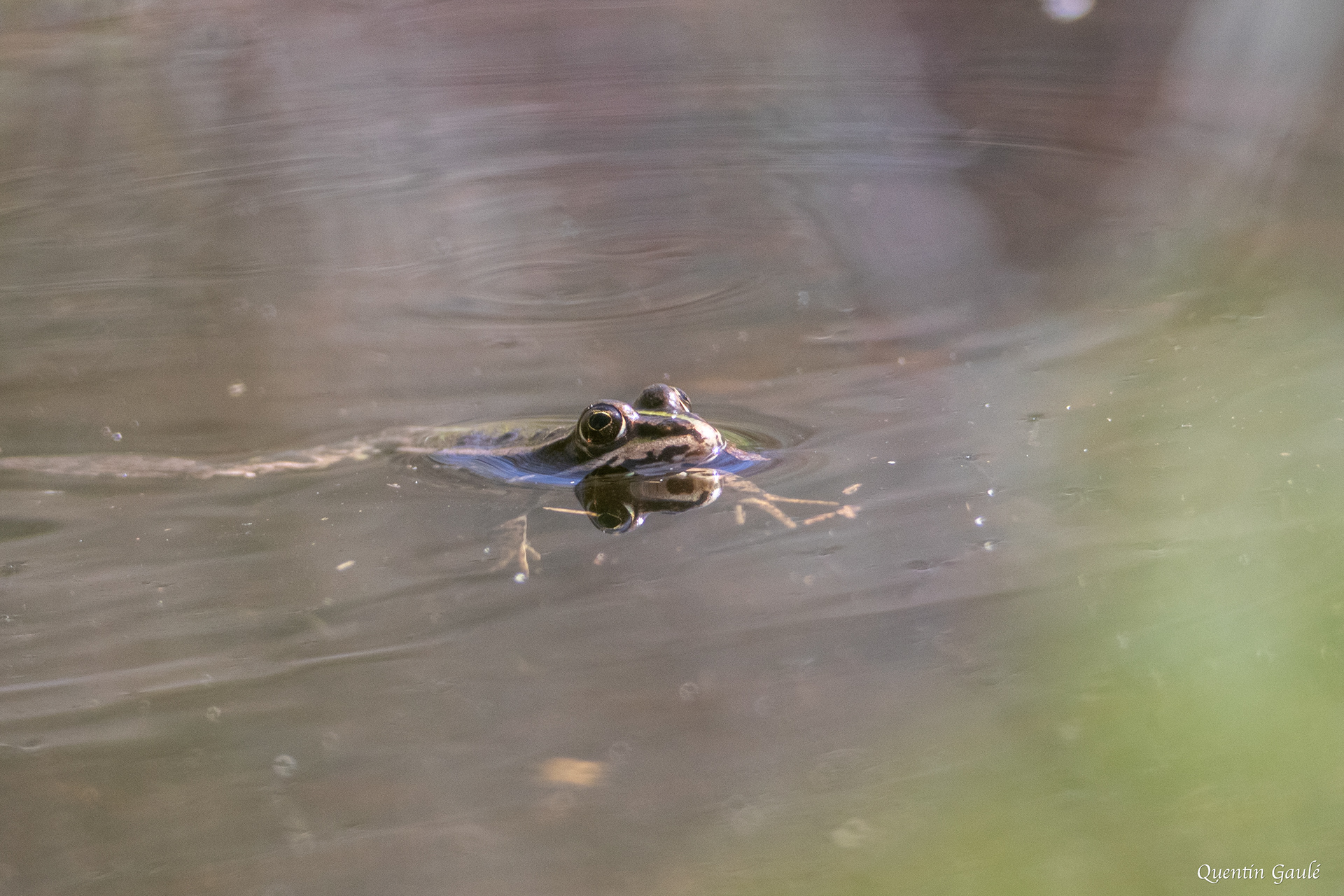 Grenouille rieuse (Pelophylax ridibundus) - Réserve Naturelle Nationale de l'Étang de la Horre (10)