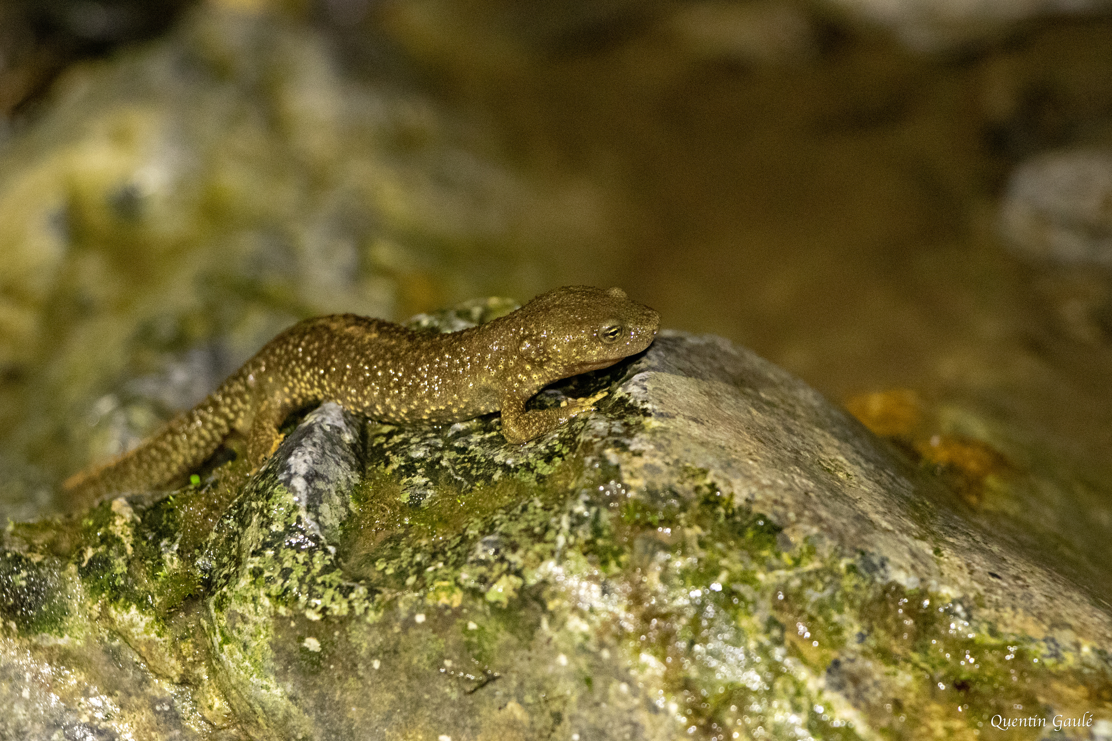 Calotriton des Pyrénées (Calotriton asper) - Sarrance (64)