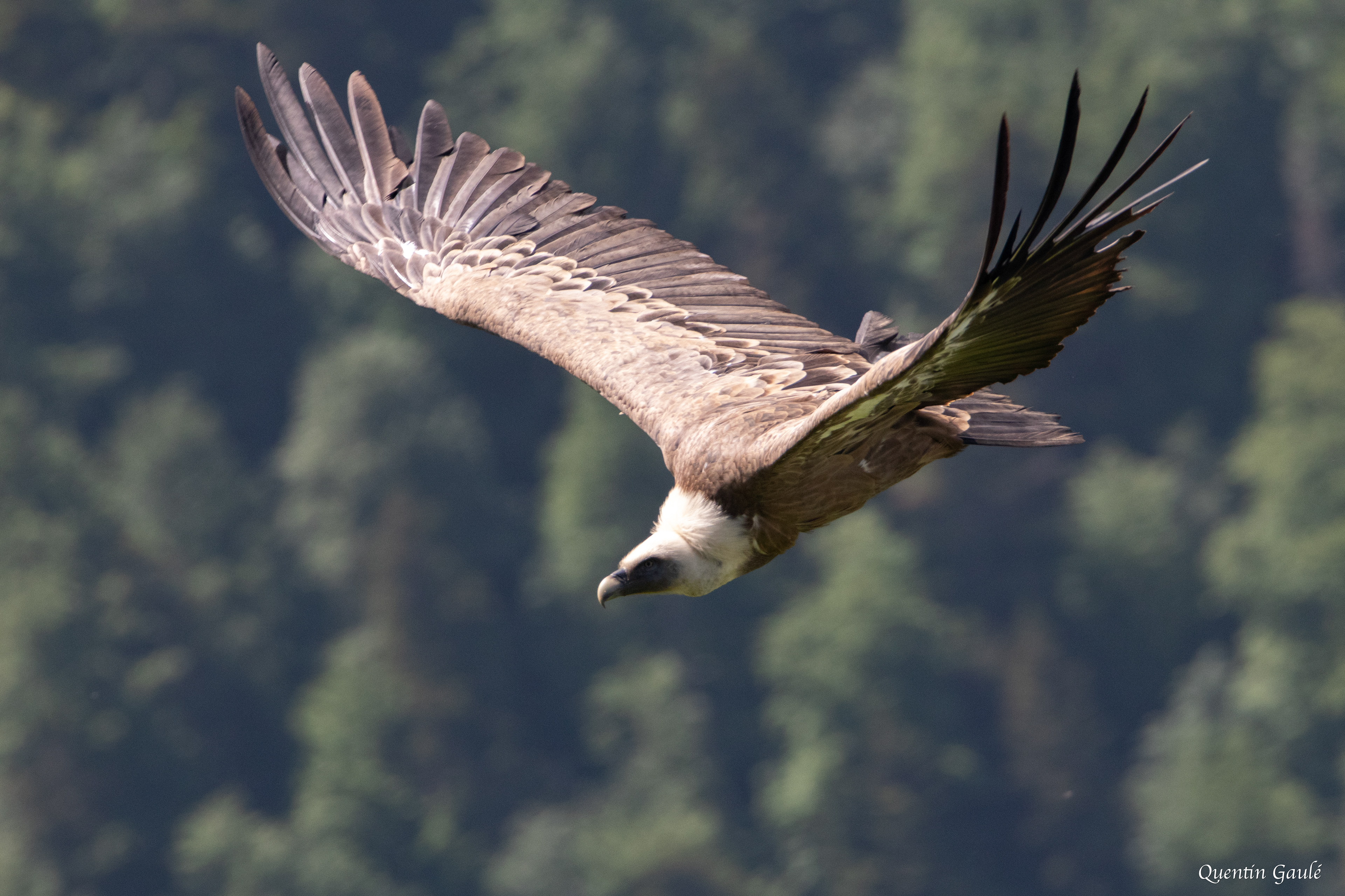 Vautour fauve (Gyps fulvus) - Gourette, Eaux-Bonnes, Pyrénées-Atlantiques (64)