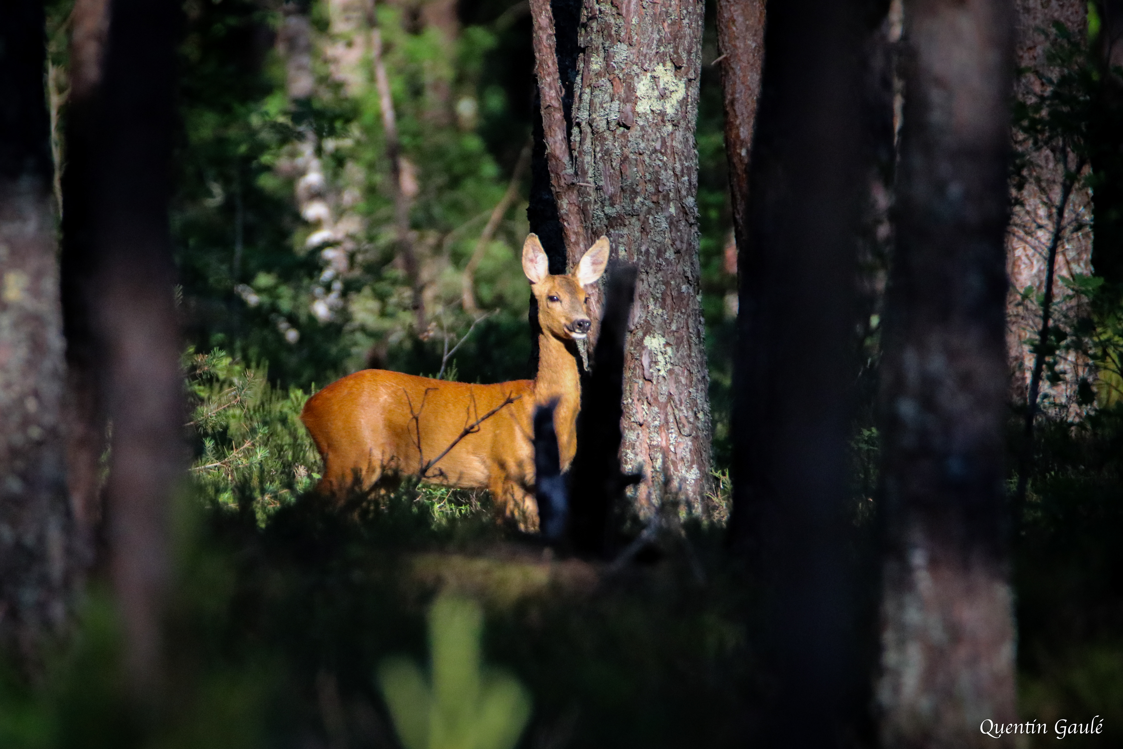 Chevreuil (Capreolus capreolus) - Salbris (41)