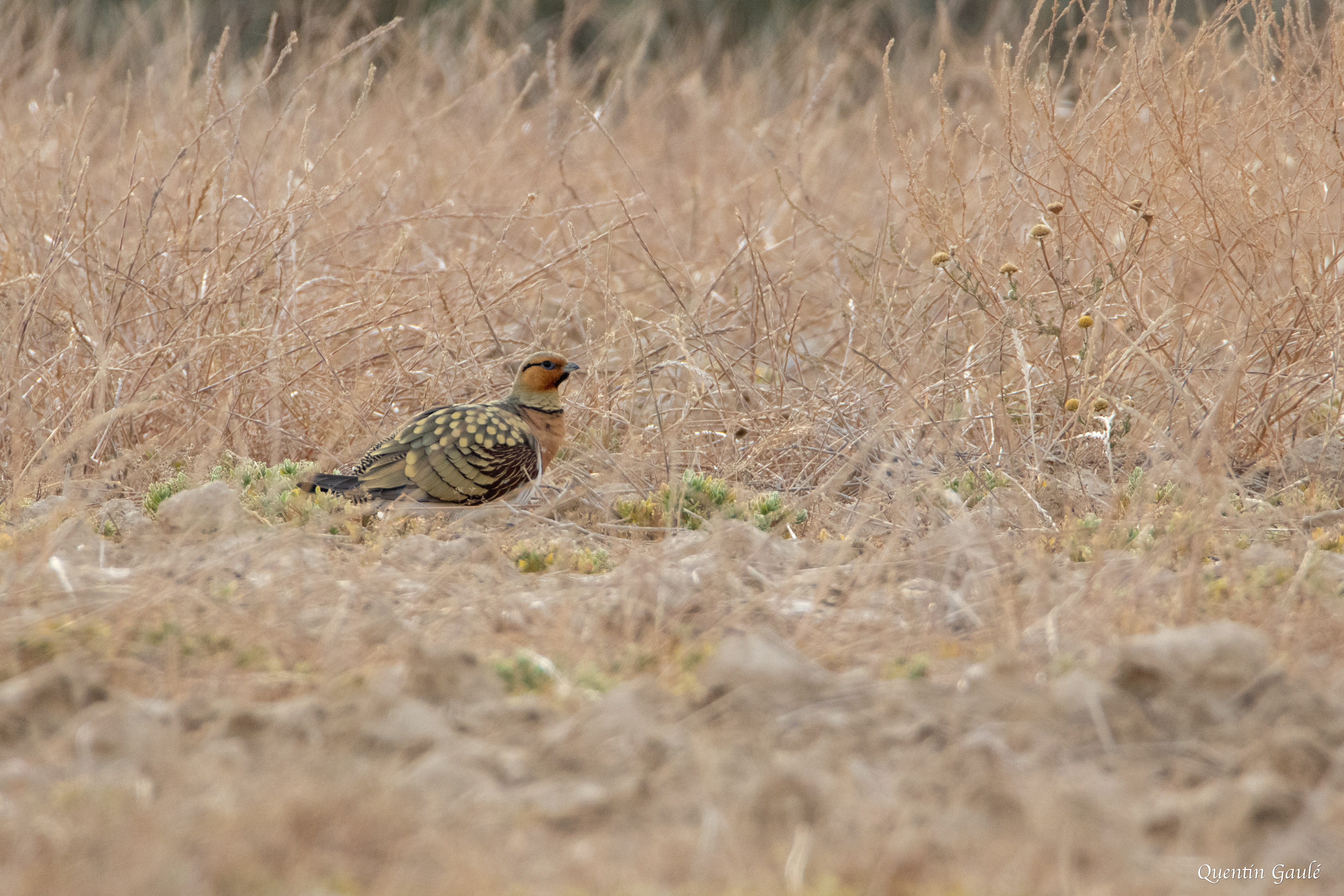 Ganga cata (Pterocles alchata) - Parc Naturel des Bardenas Reales, Navarre (Espagne)