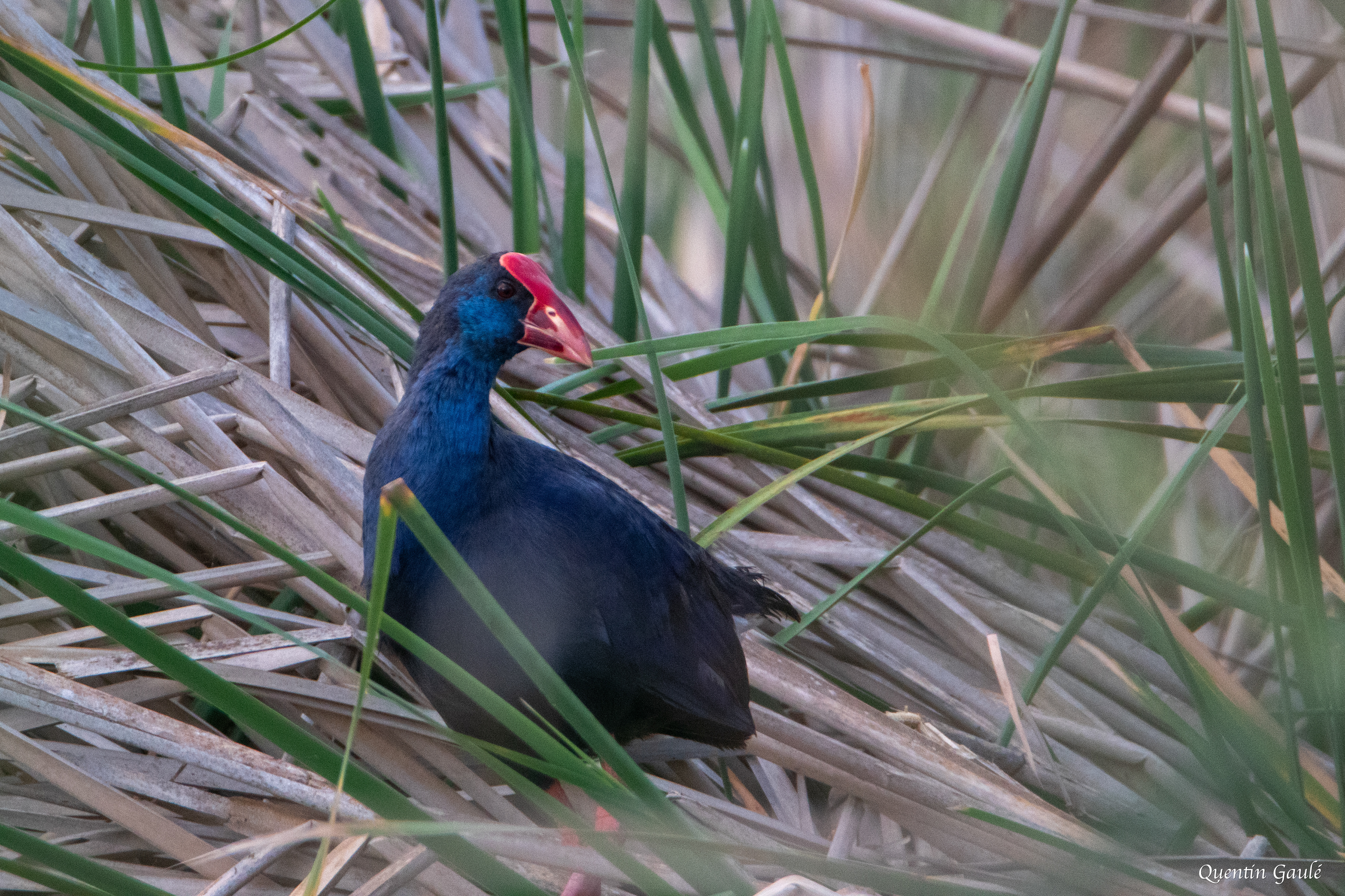 Talève sultane (Porphyrio porphyrio) - Parc Naturel du Delta de l'Èbre, Catalogne (Espagne)