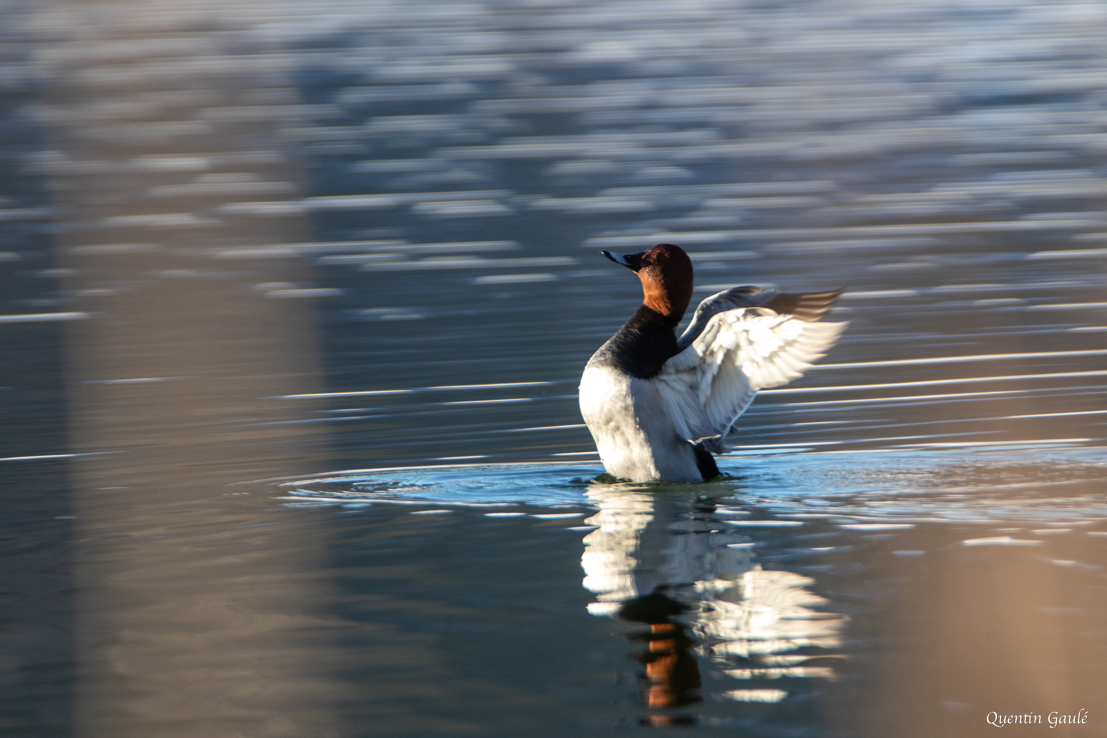 Fuligule milouin (Aythya ferina) - Lac de Saint-Point, Doubs (25)
