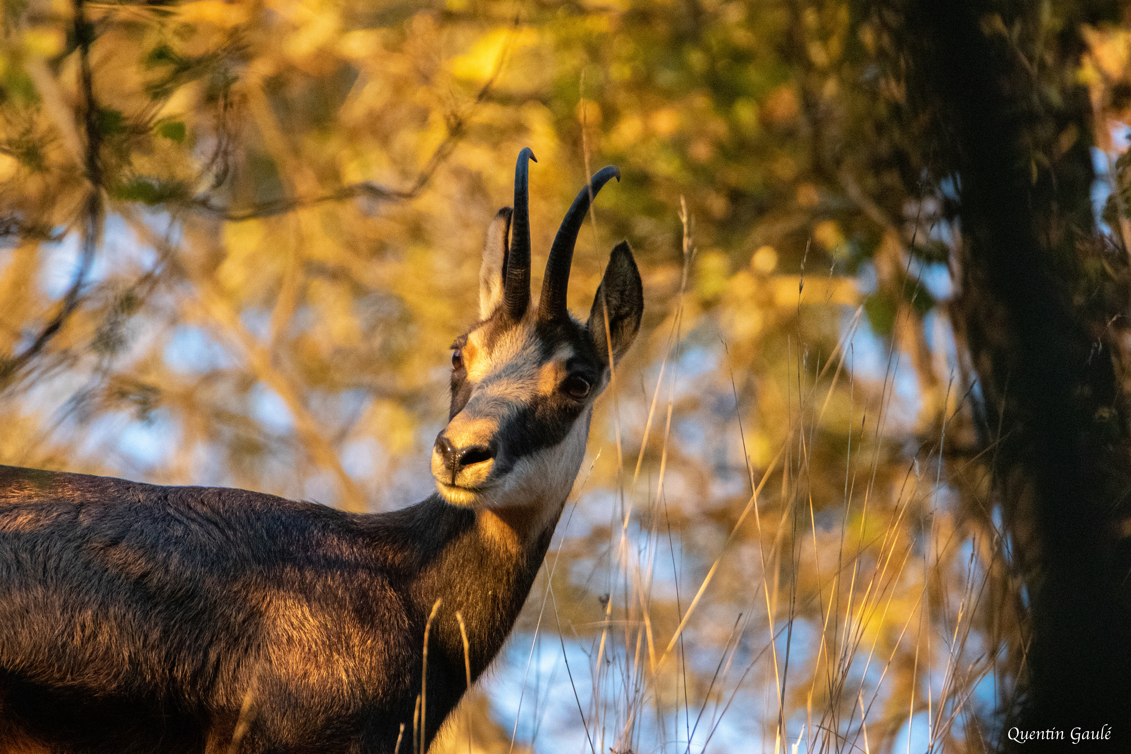 Chamois (Rupicapra rupicapra) - Besançon (25)