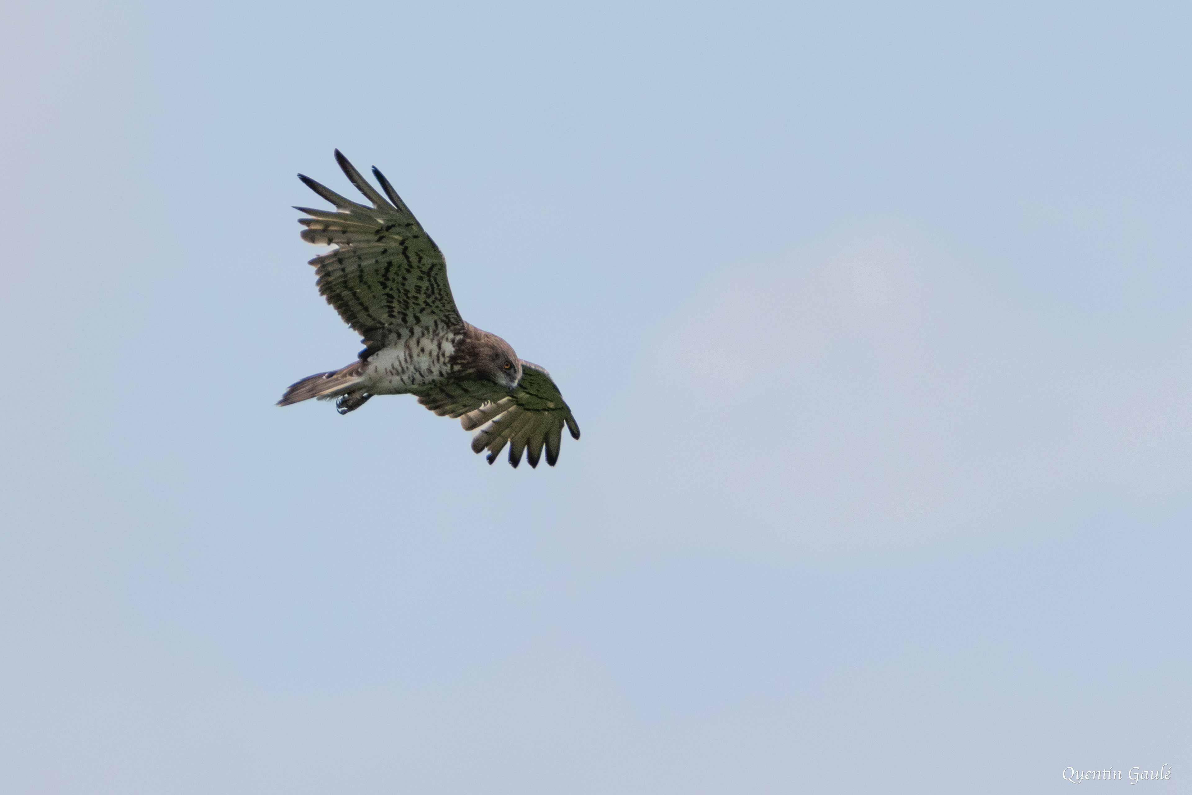 Circaète Jean-le-Blanc (Circaetus gallicus) - Saint-Martin-Château, Creuse (23)