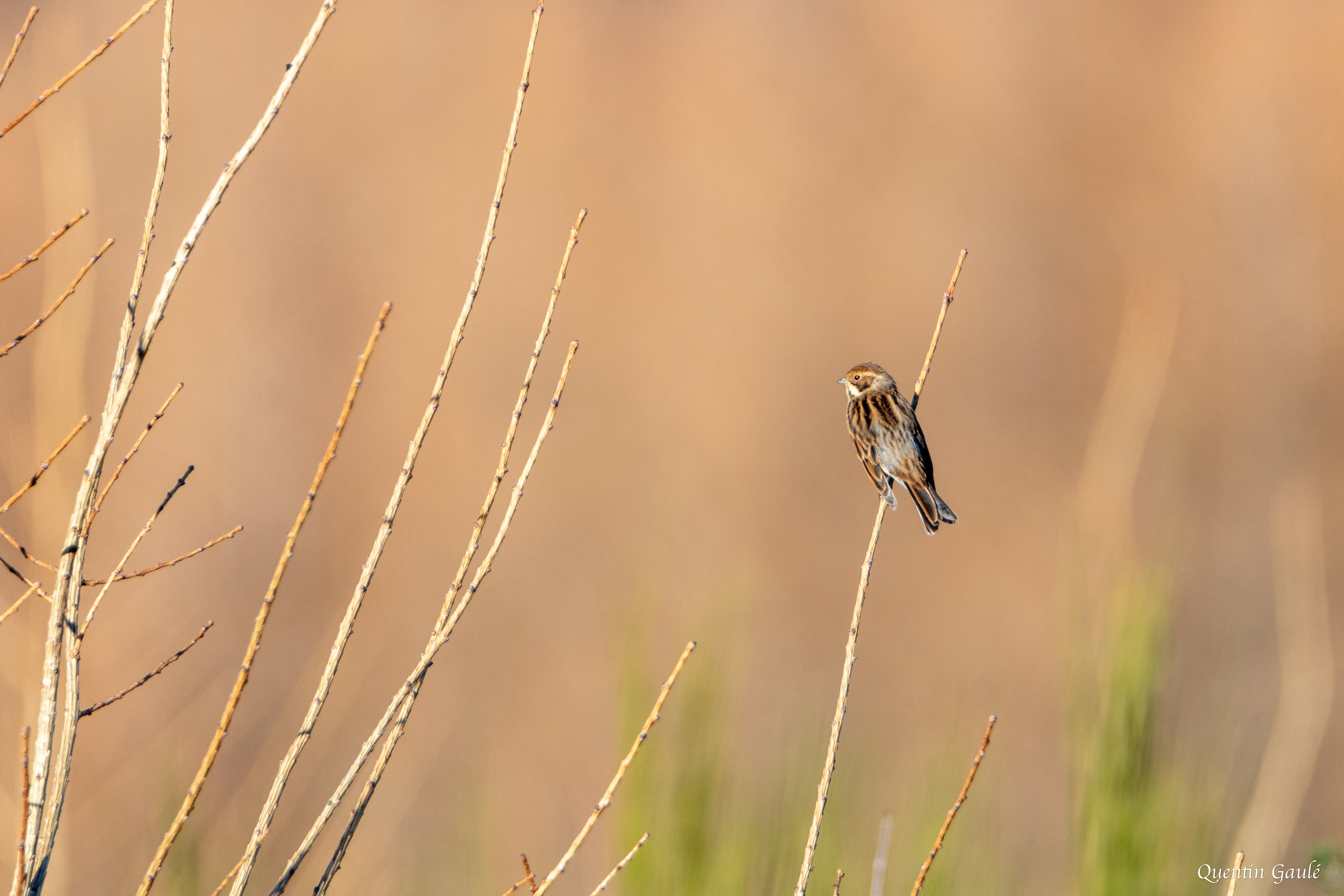 Bruant des roseaux (Emberiza schoeniclus) - Royère-de-Vassivière, Creuse (23)