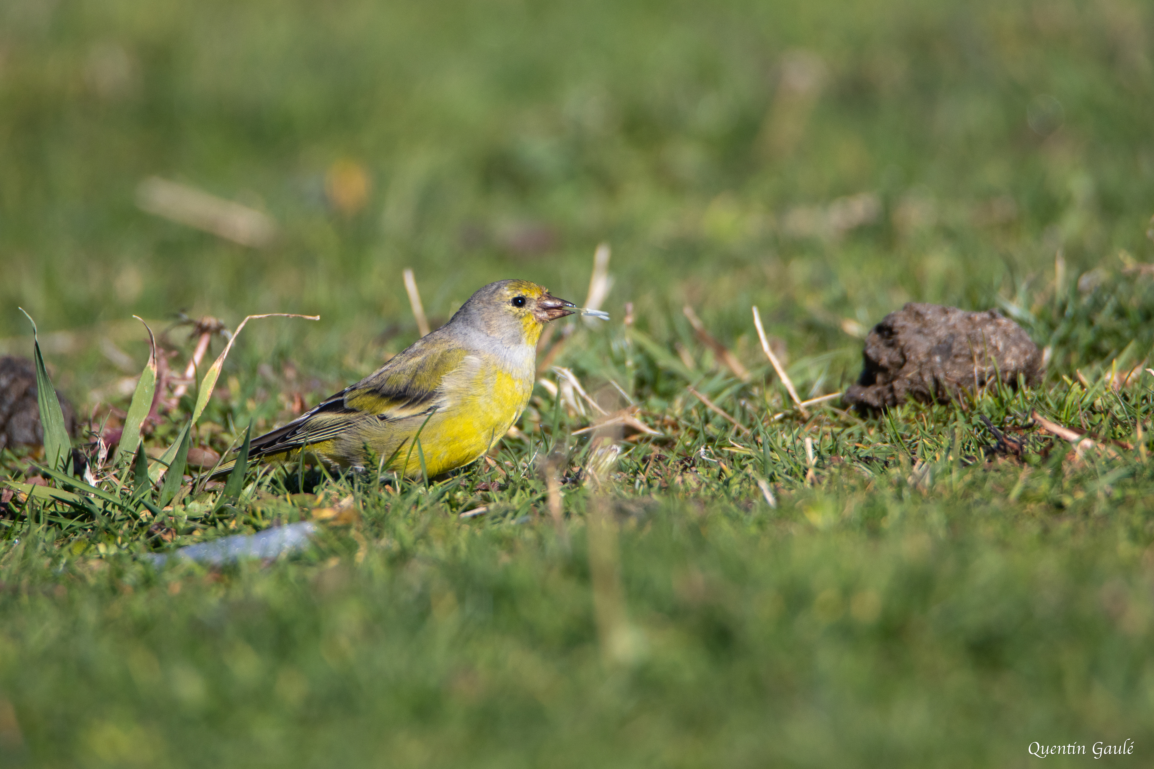 Venturon montagnard (Carduelis citrinella) - La Pierre Saint-Martin, Arette, Pyrénées-Atlantiques (64)