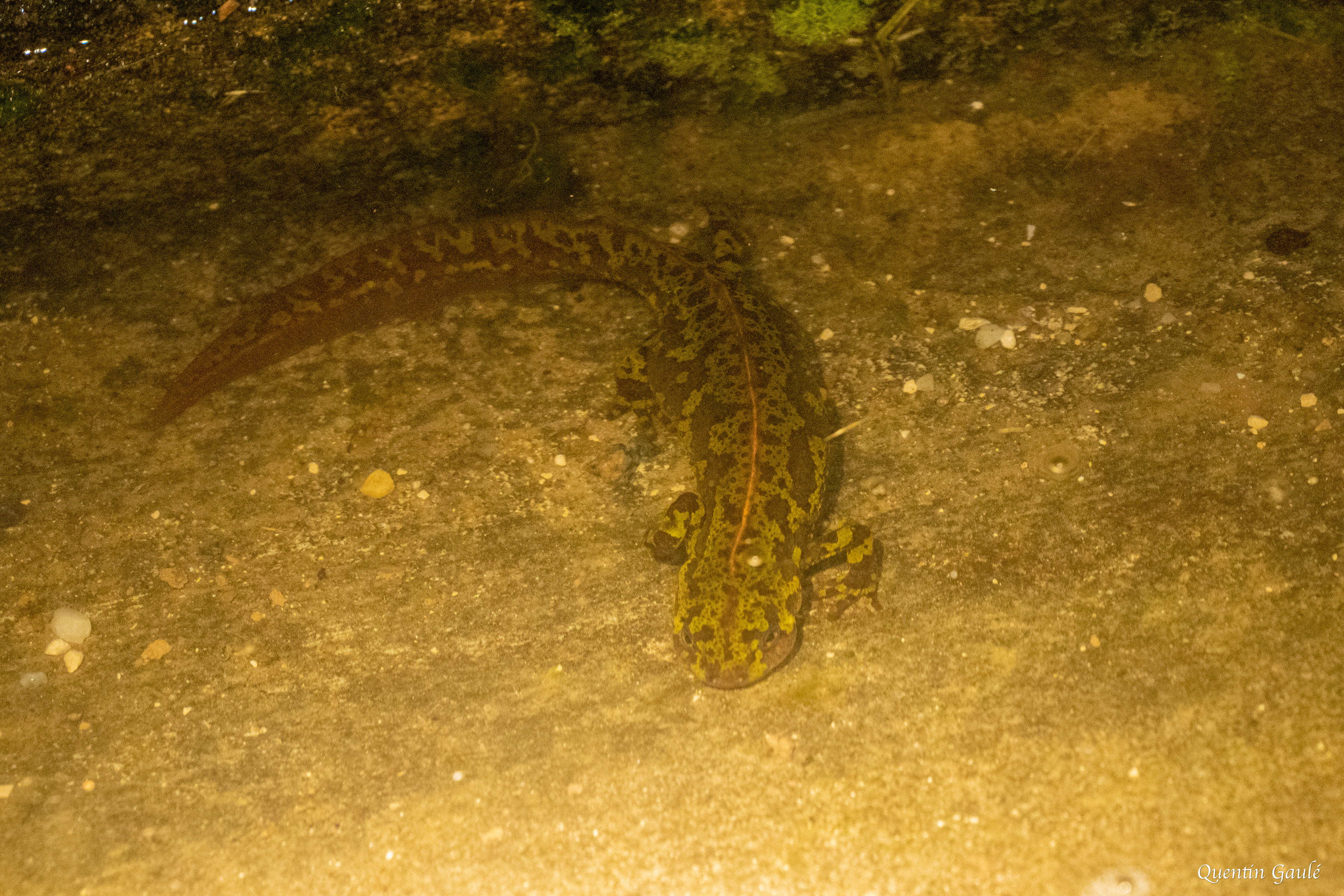 Triton marbré (Triturus marmoratus) - Vervant (16)