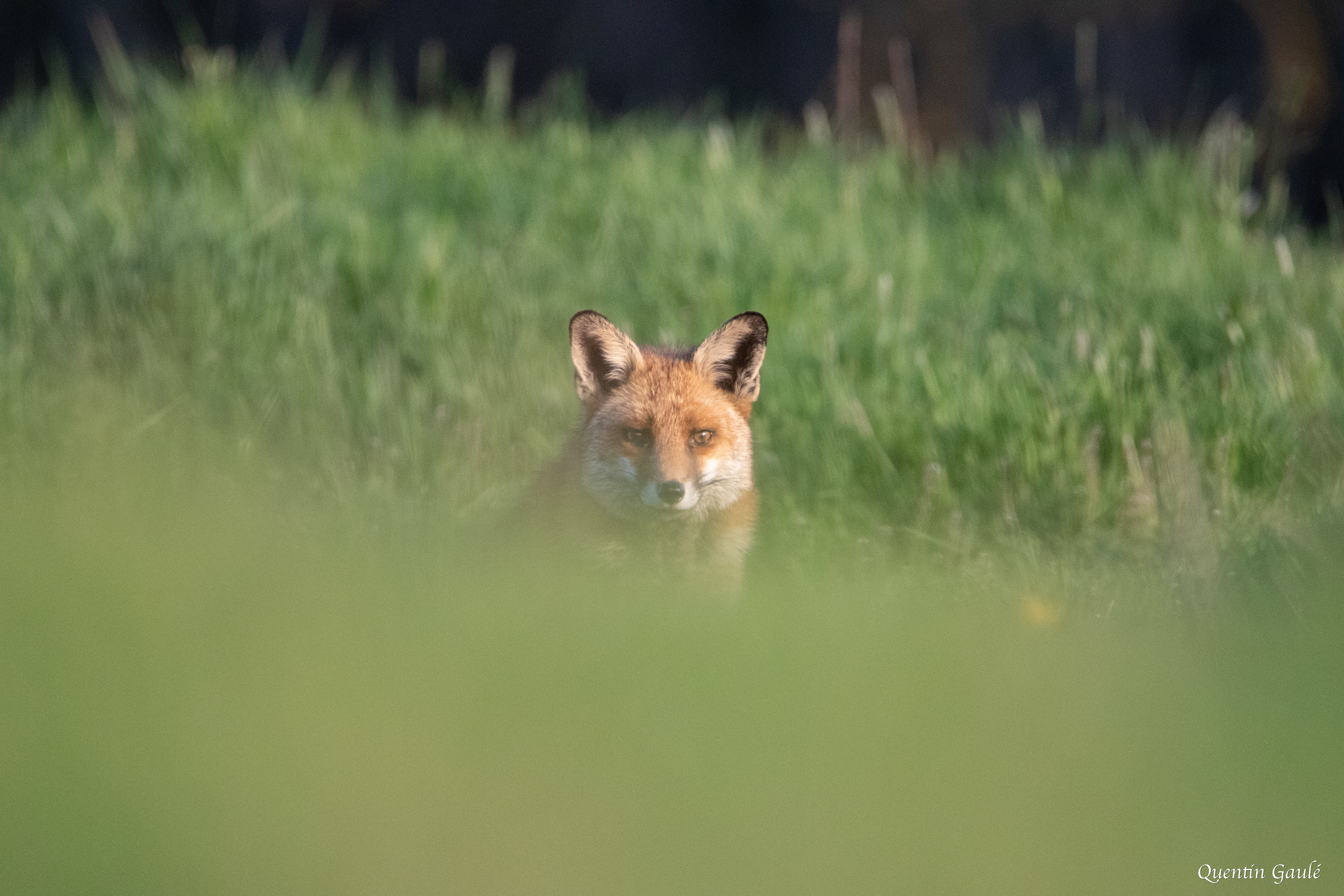 Renard roux (Vulpes vulpes) - Troischamps (52)