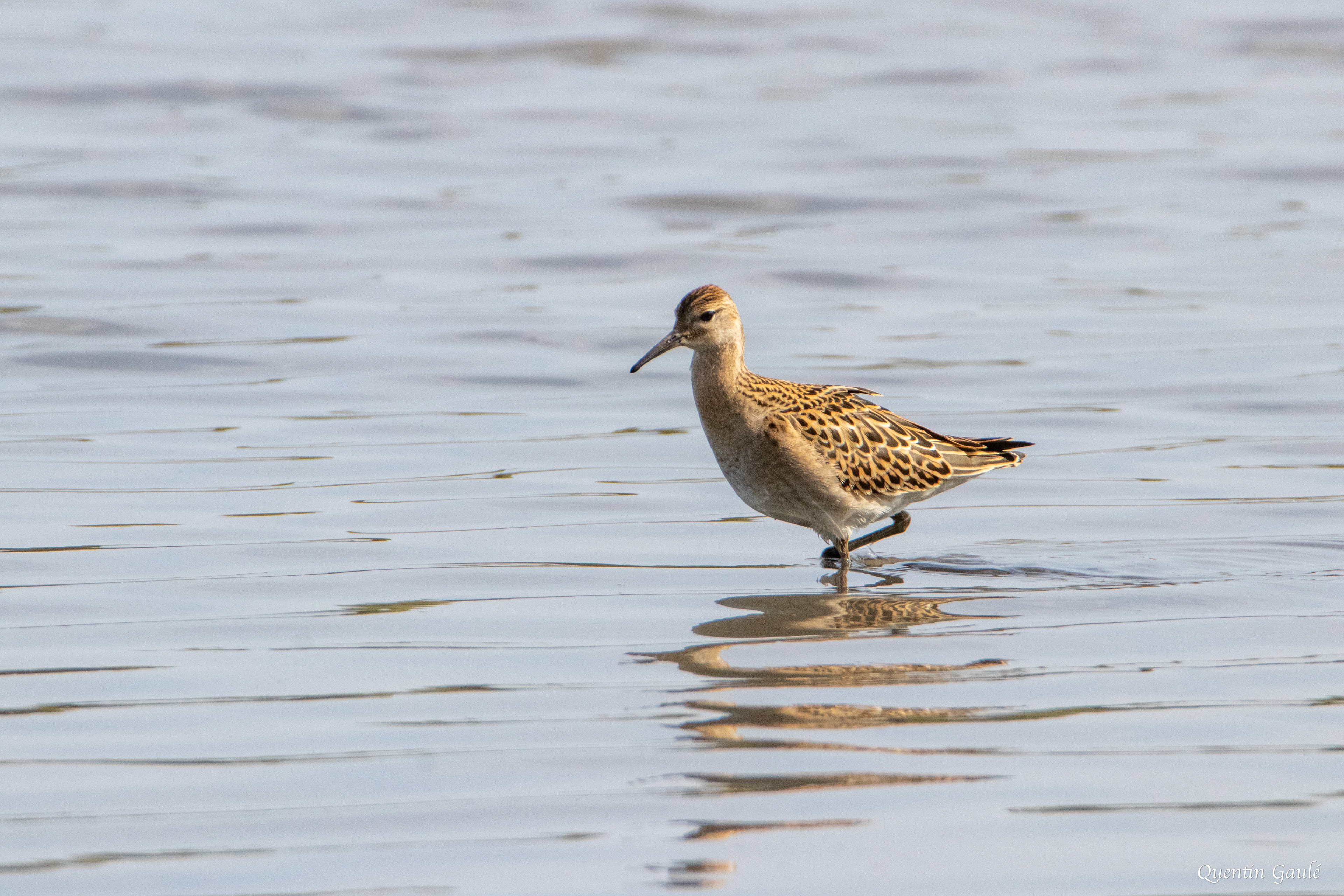 Combattant varié (Calidris pugnax) - Réserve ornithologique du Teich (33)