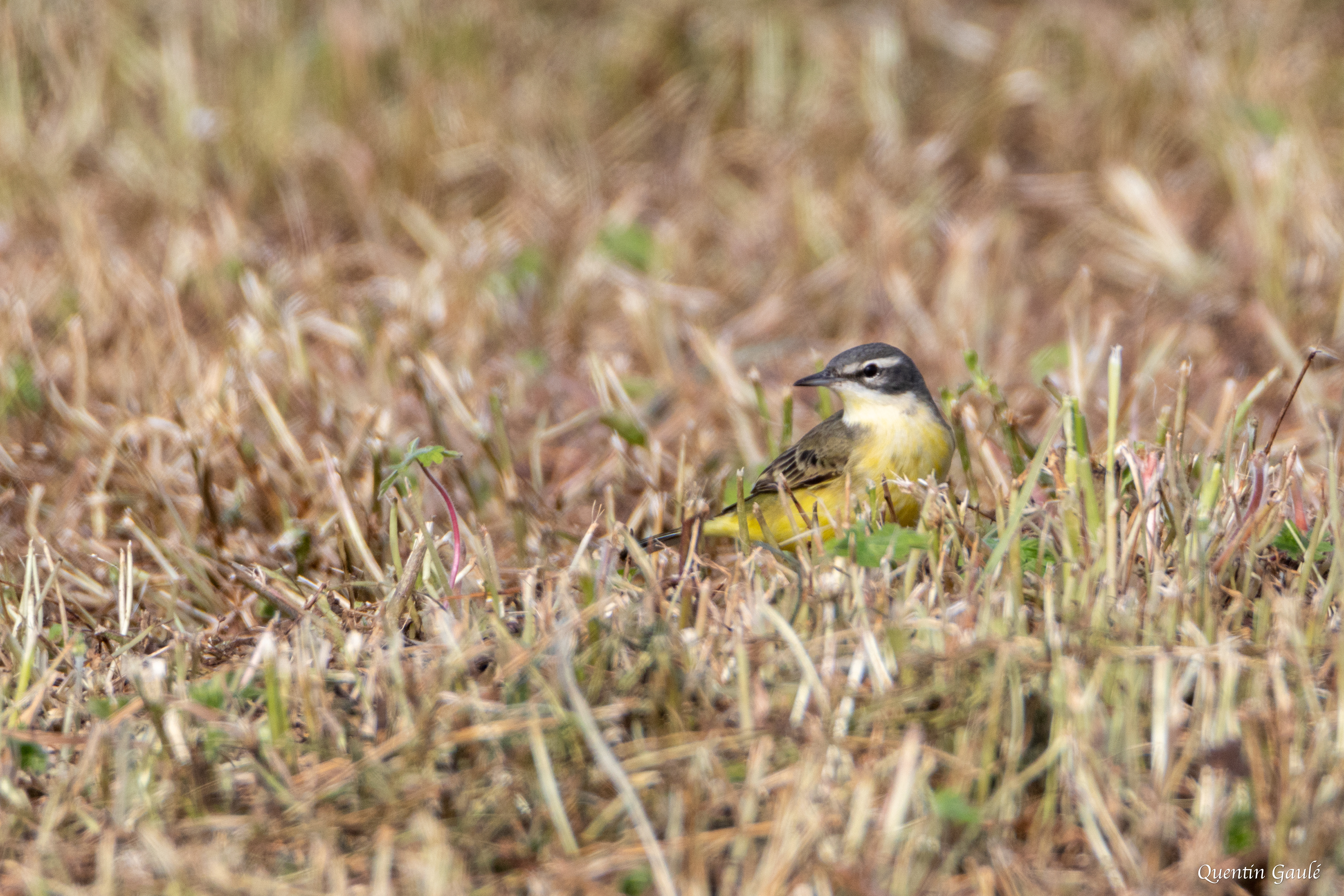 Bergeronnette printanière (Motacilla flava) - Vervant, Charente (16)
